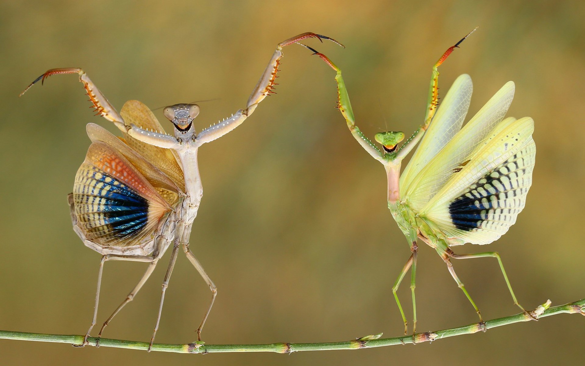 Two praying mantises dancing on a branch HD Wallpaper