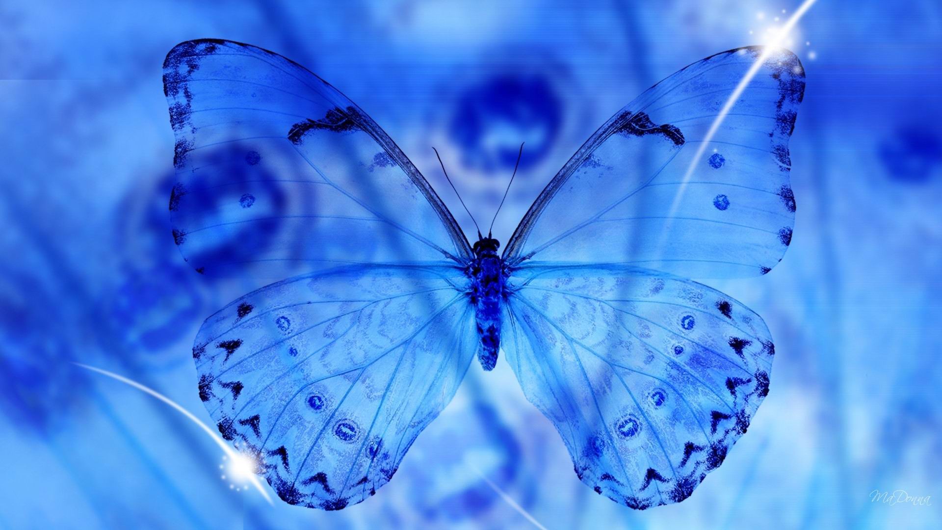 Blue butterfly with intricate wing patterns HD Wallpaper
