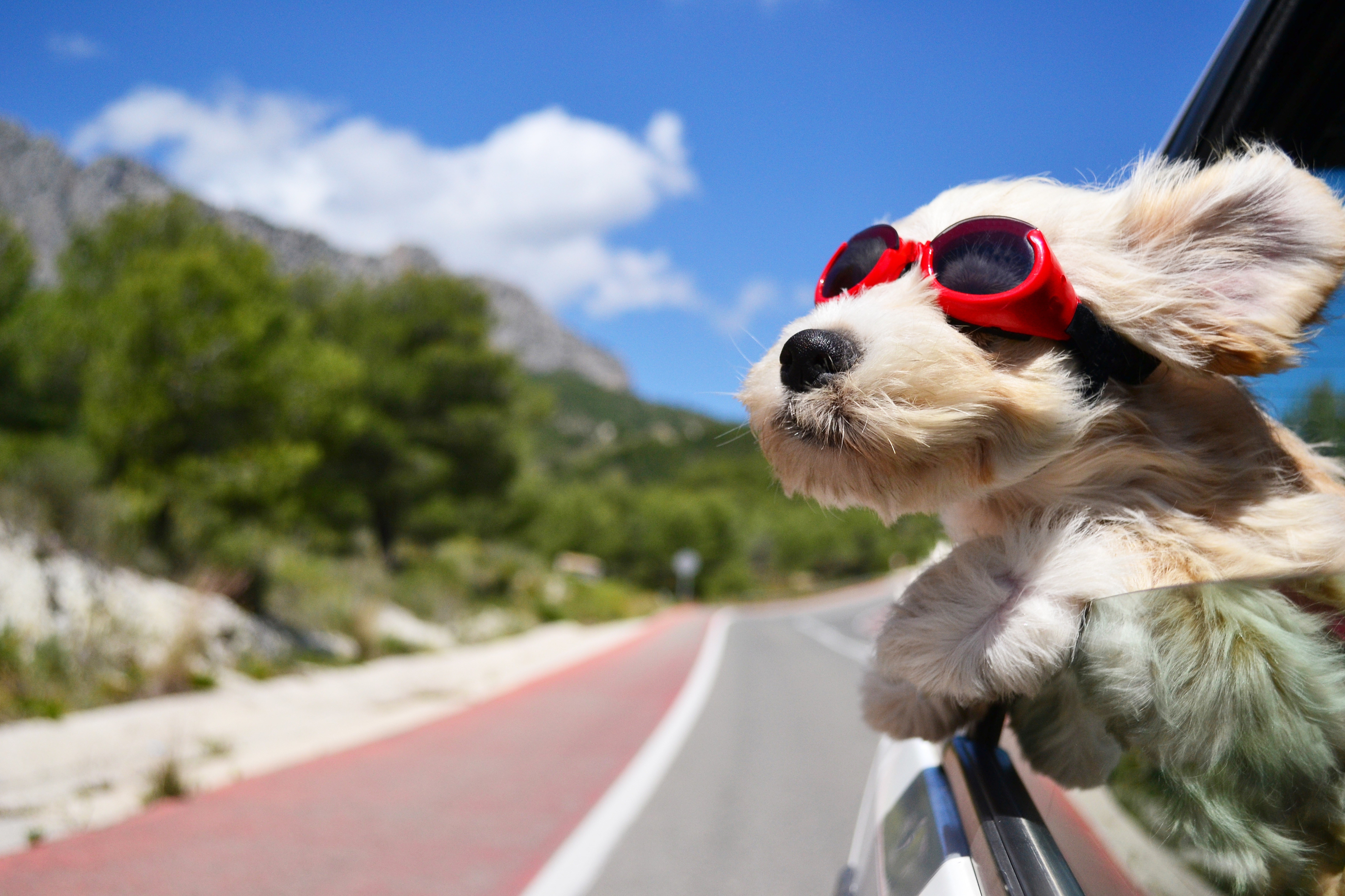 Dog wearing sunglasses in a car HD Wallpaper
