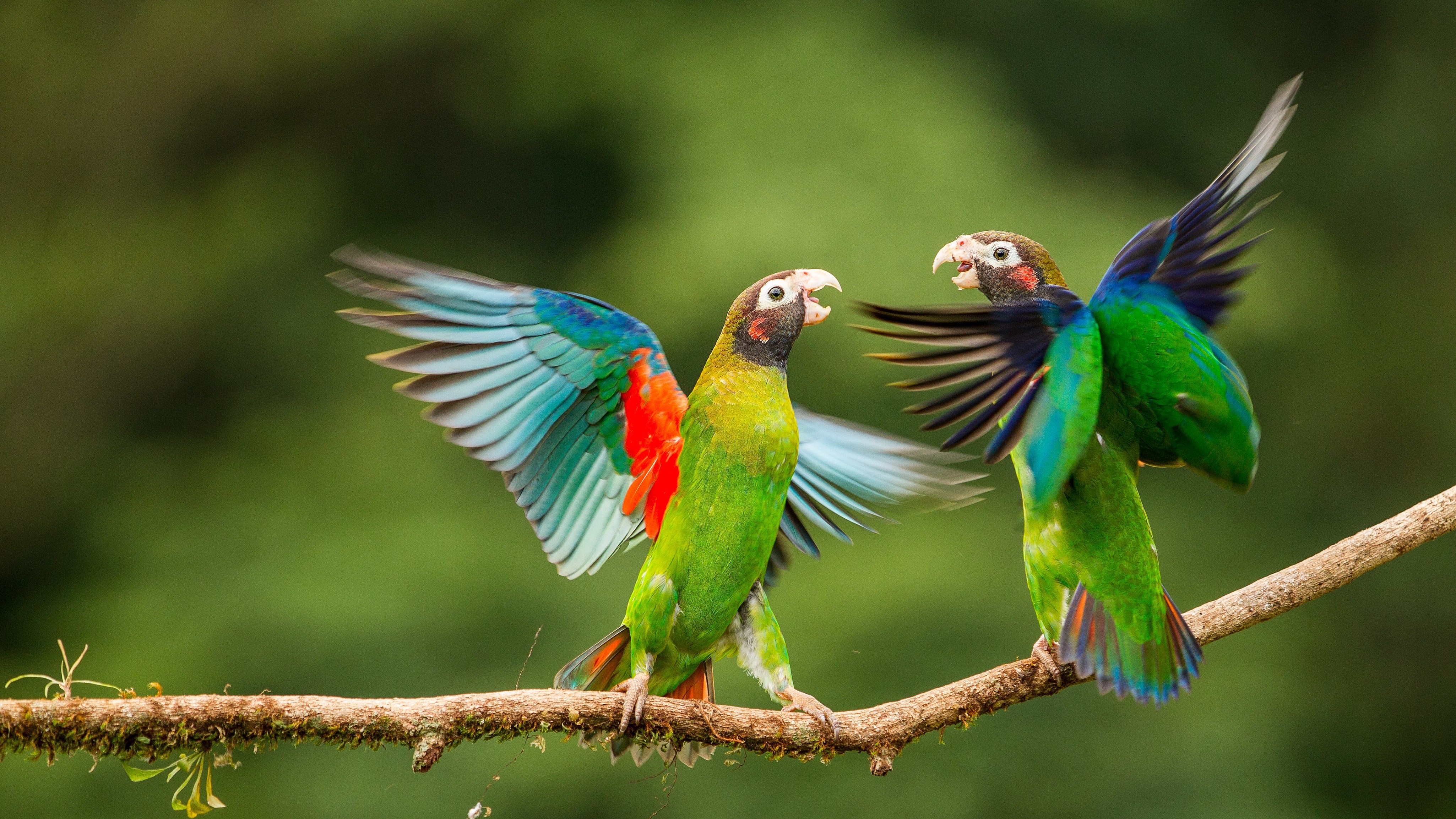 Two parrots fighting on a branch HD Wallpaper