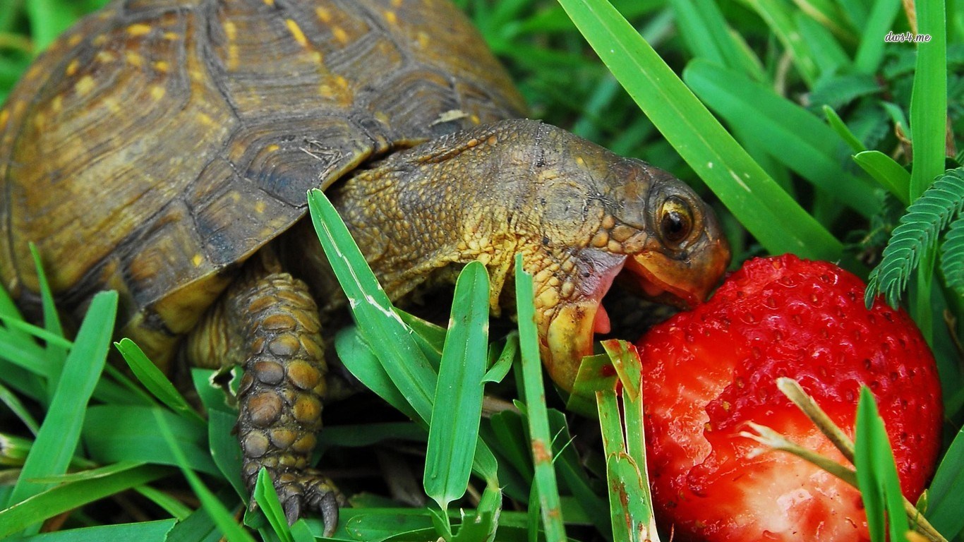 Turtle Eating Red Strawberry in Green Grass HD Wallpaper