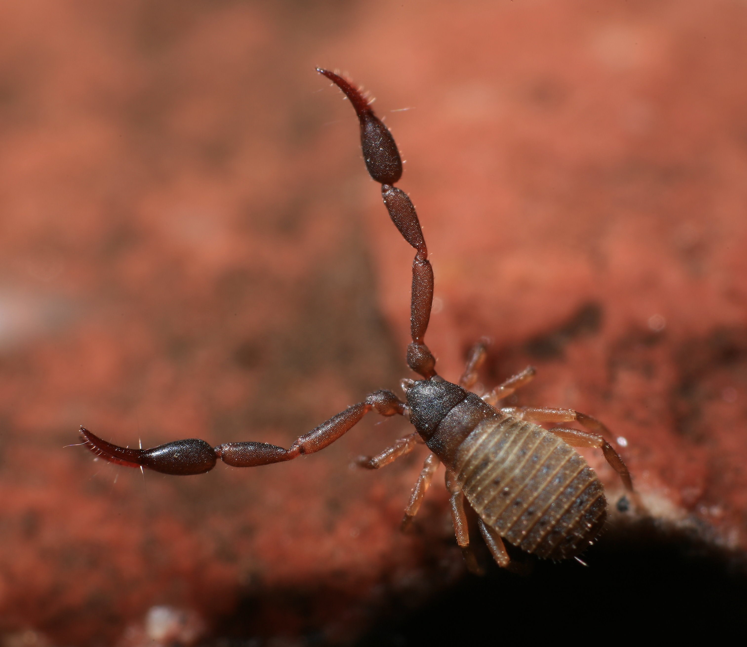 Close-up of a Pseudoscorpion on a brick surface HD Wallpaper