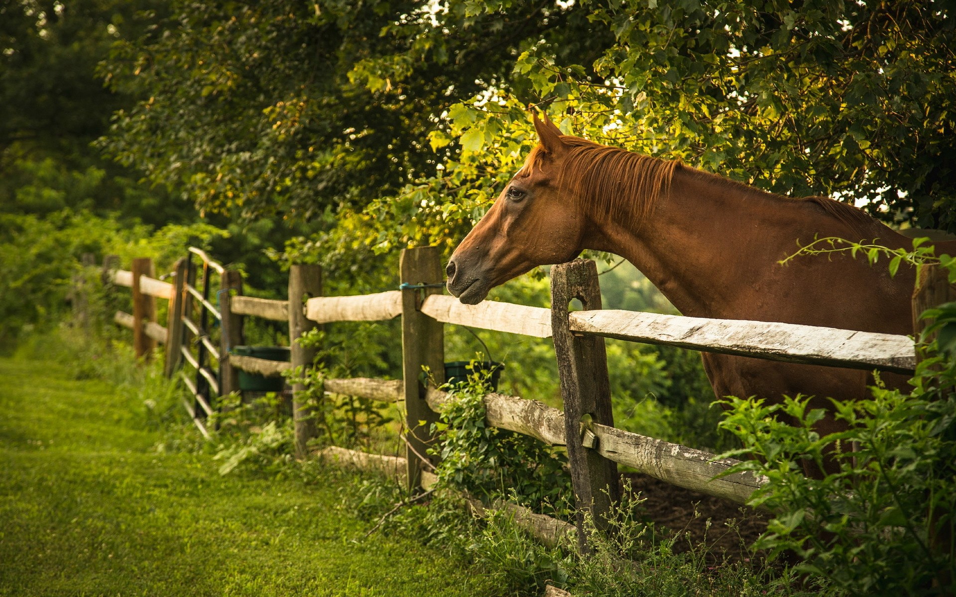 Brown horse behind a wooden fence in a field HD Wallpaper