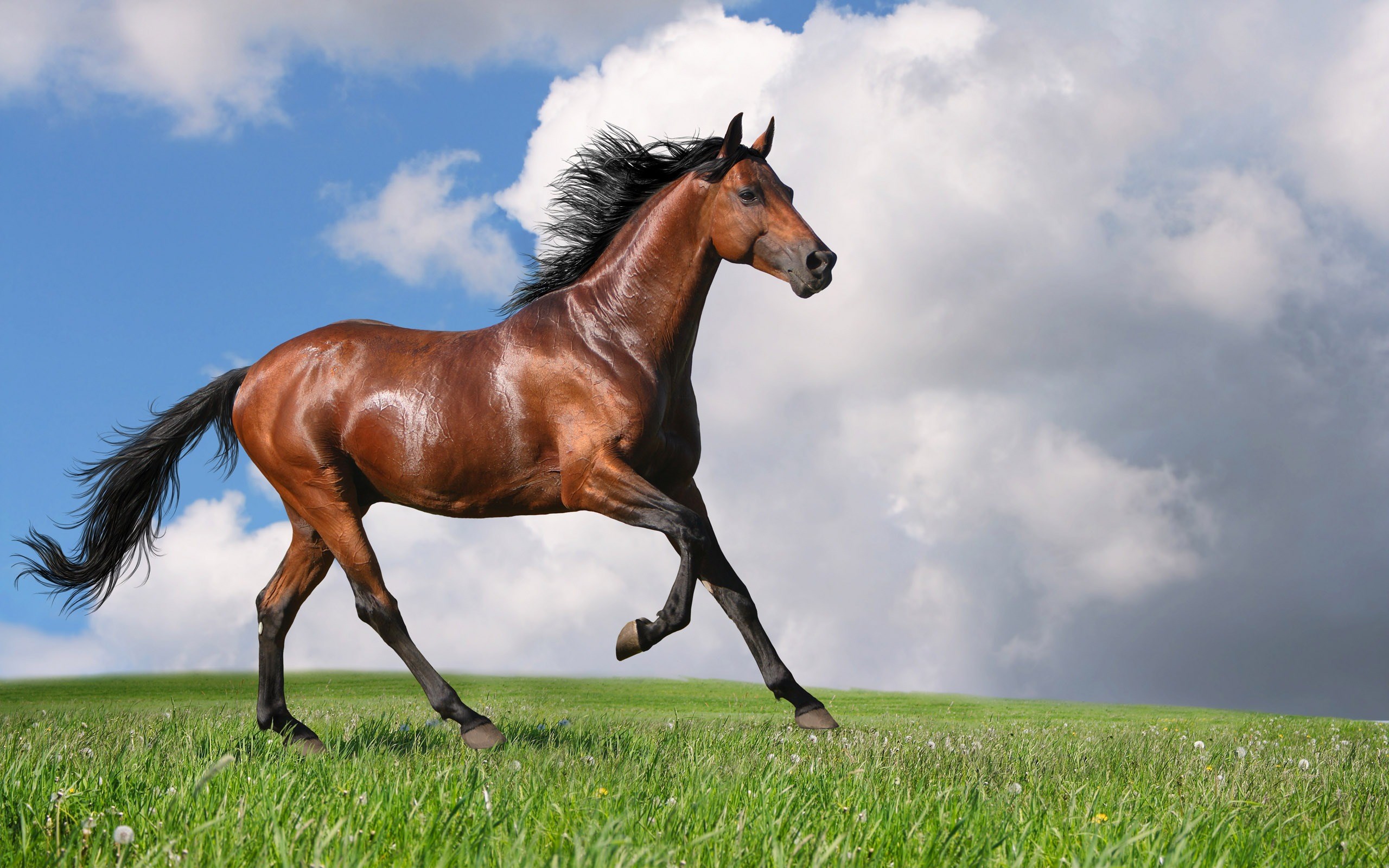 Brown horse running in a grassy field under a cloudy sky HD Wallpaper