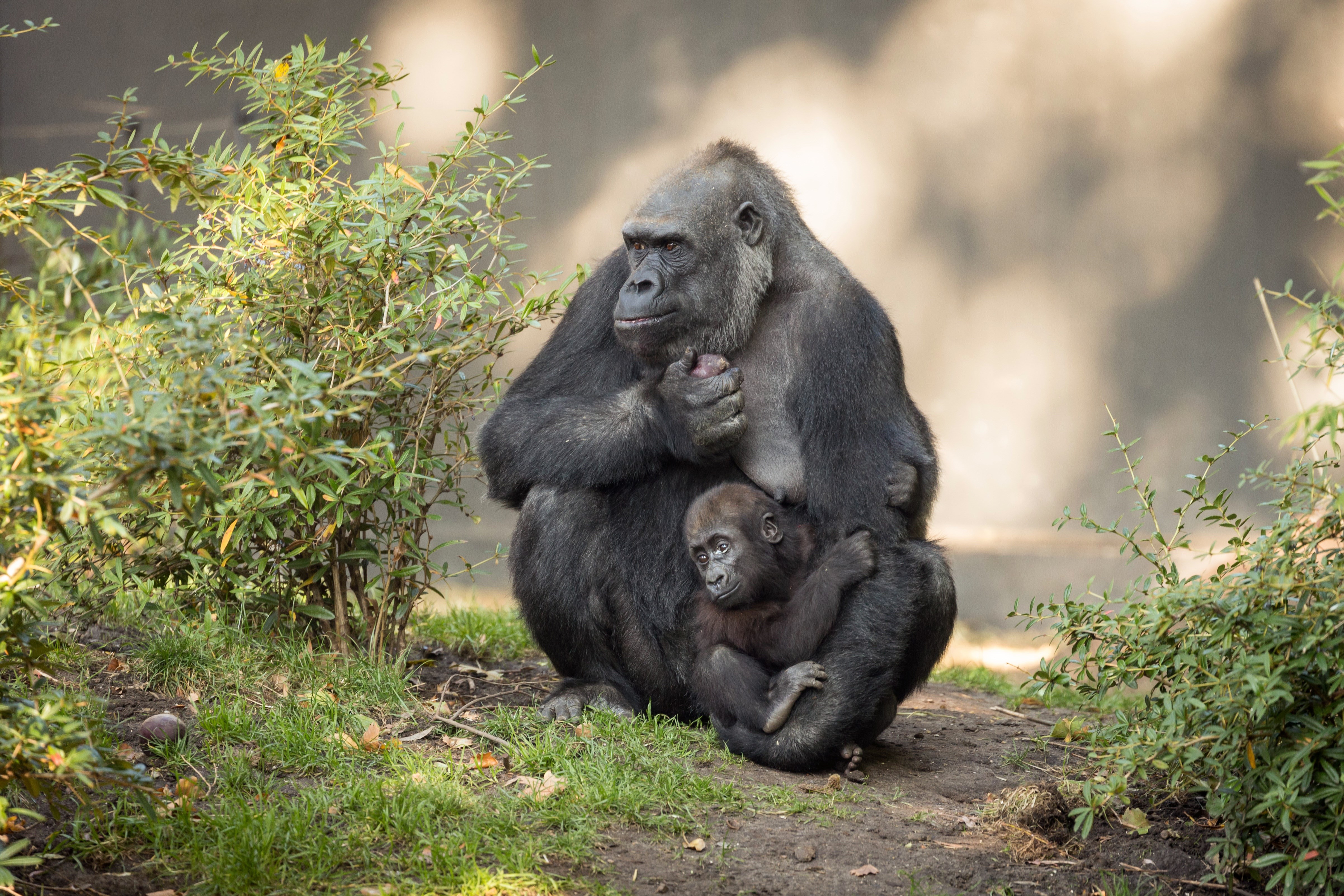 Gorilla mother and baby in nature HD Wallpaper