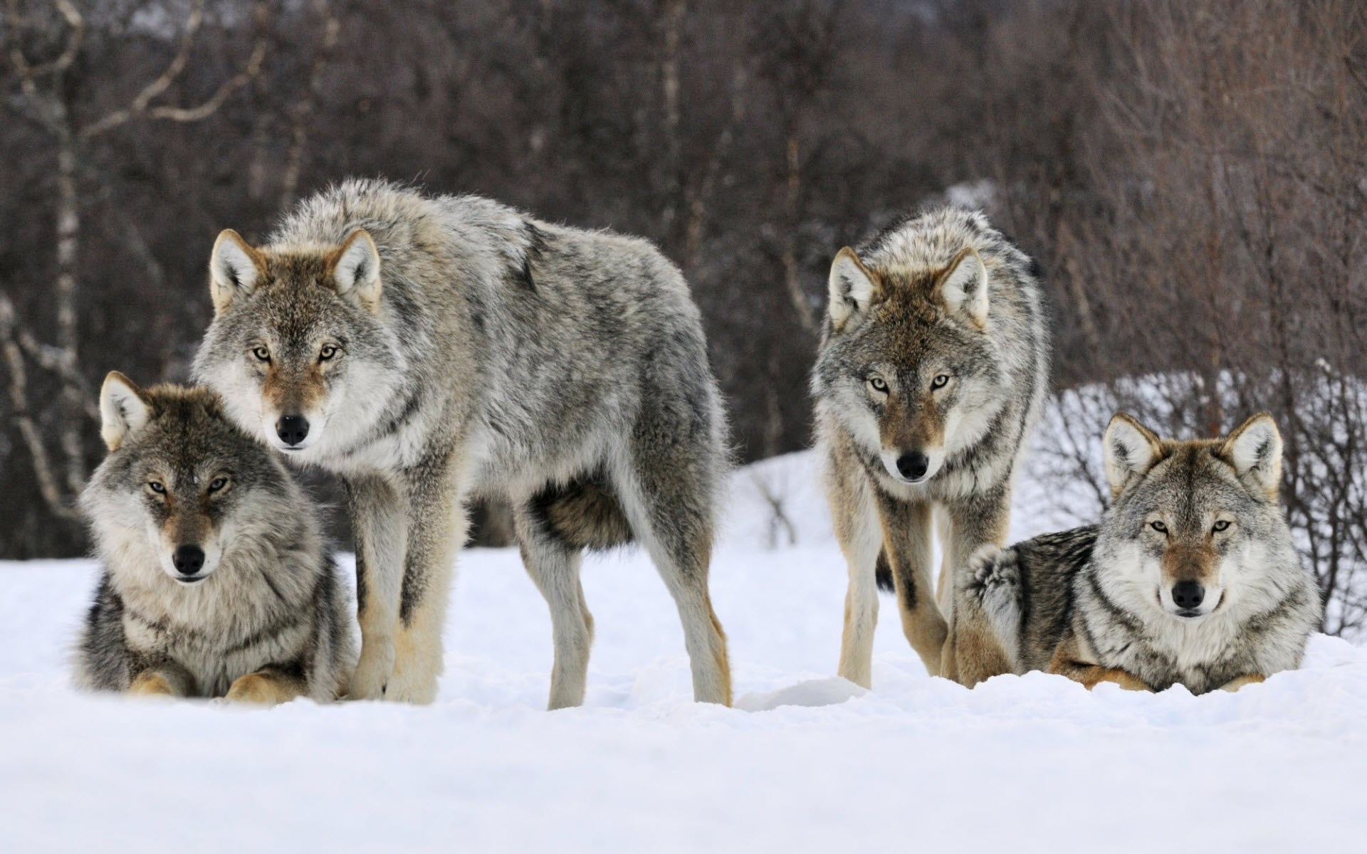 Four Wolves in Snowy Winter Forest HD Wallpaper