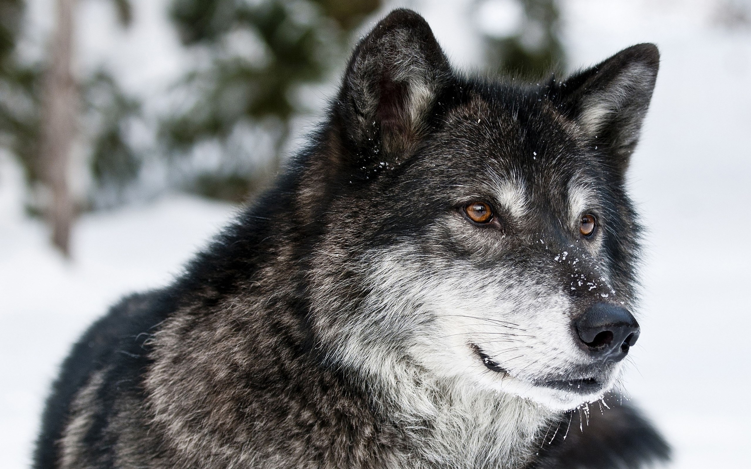 Close-up of a black wolf in the snow HD Wallpaper