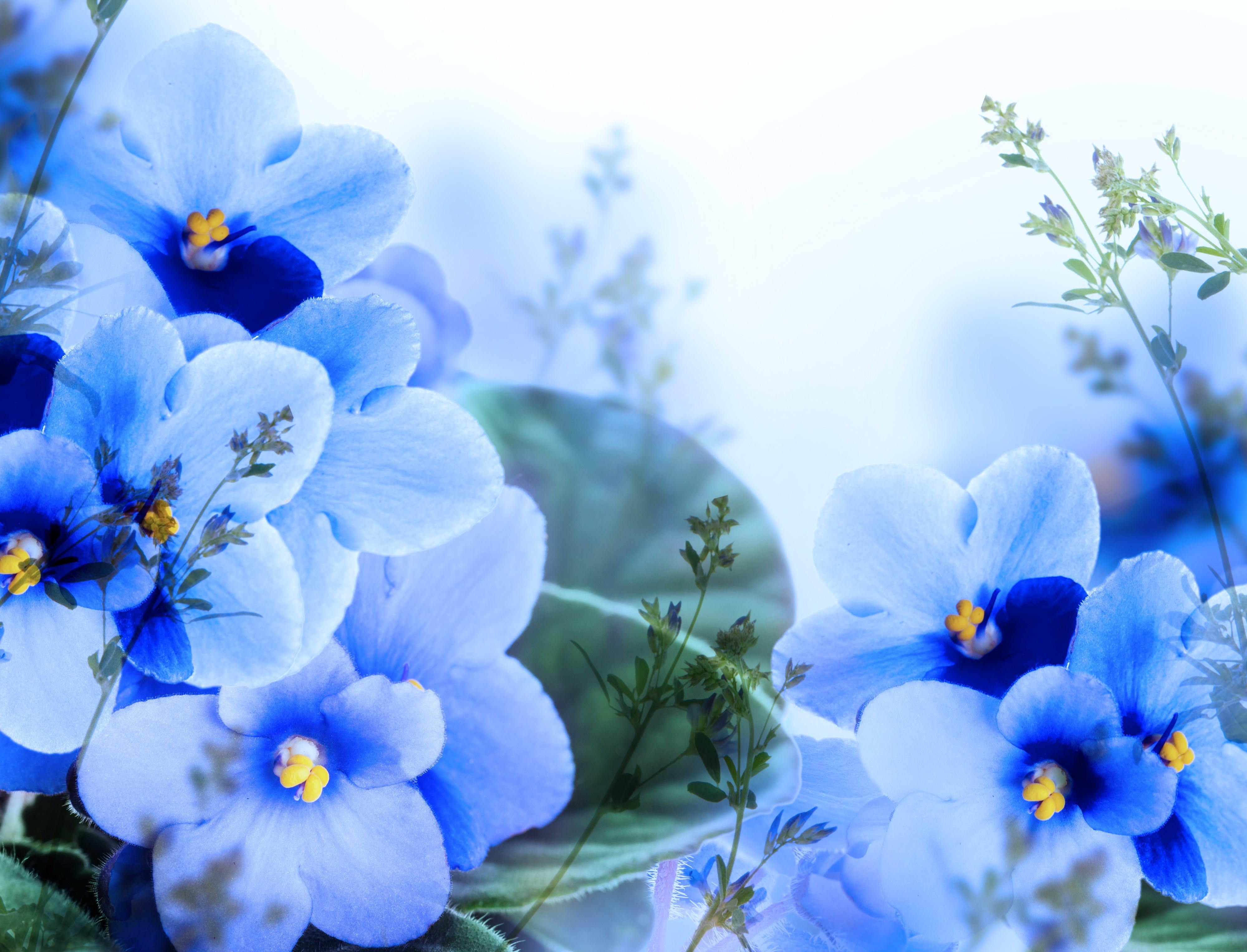 Blue Flowers with Green Stems HD Wallpaper