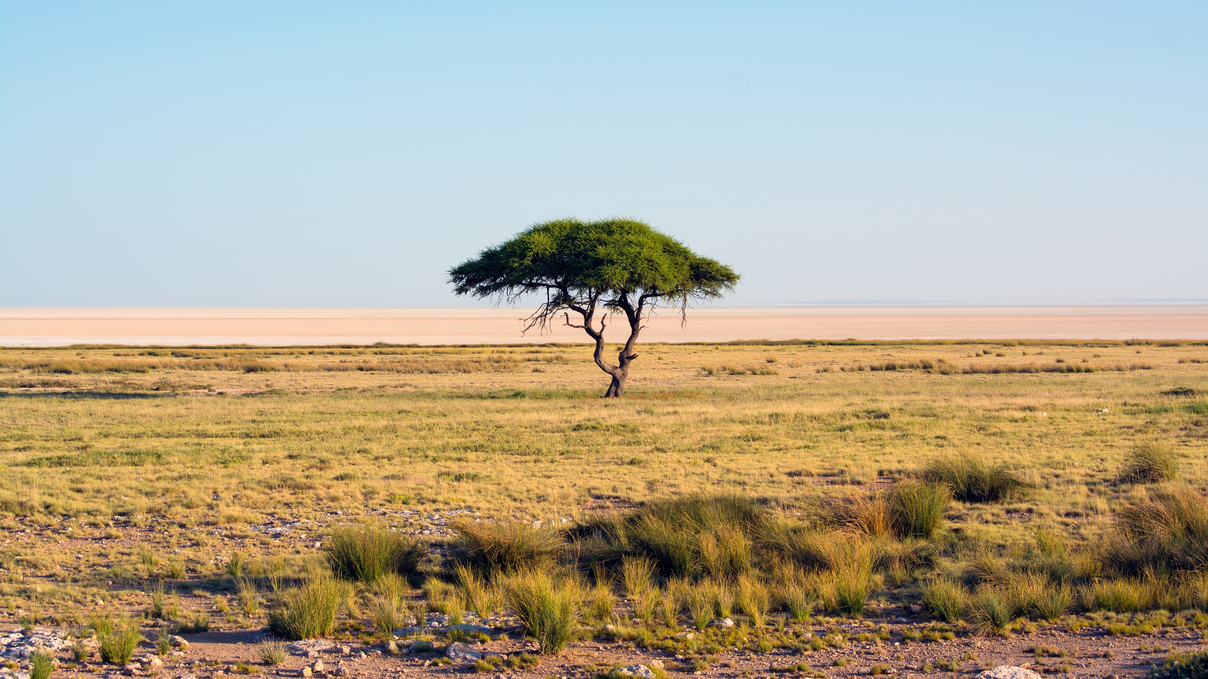 Acacia tree in a savanna landscape HD Wallpaper