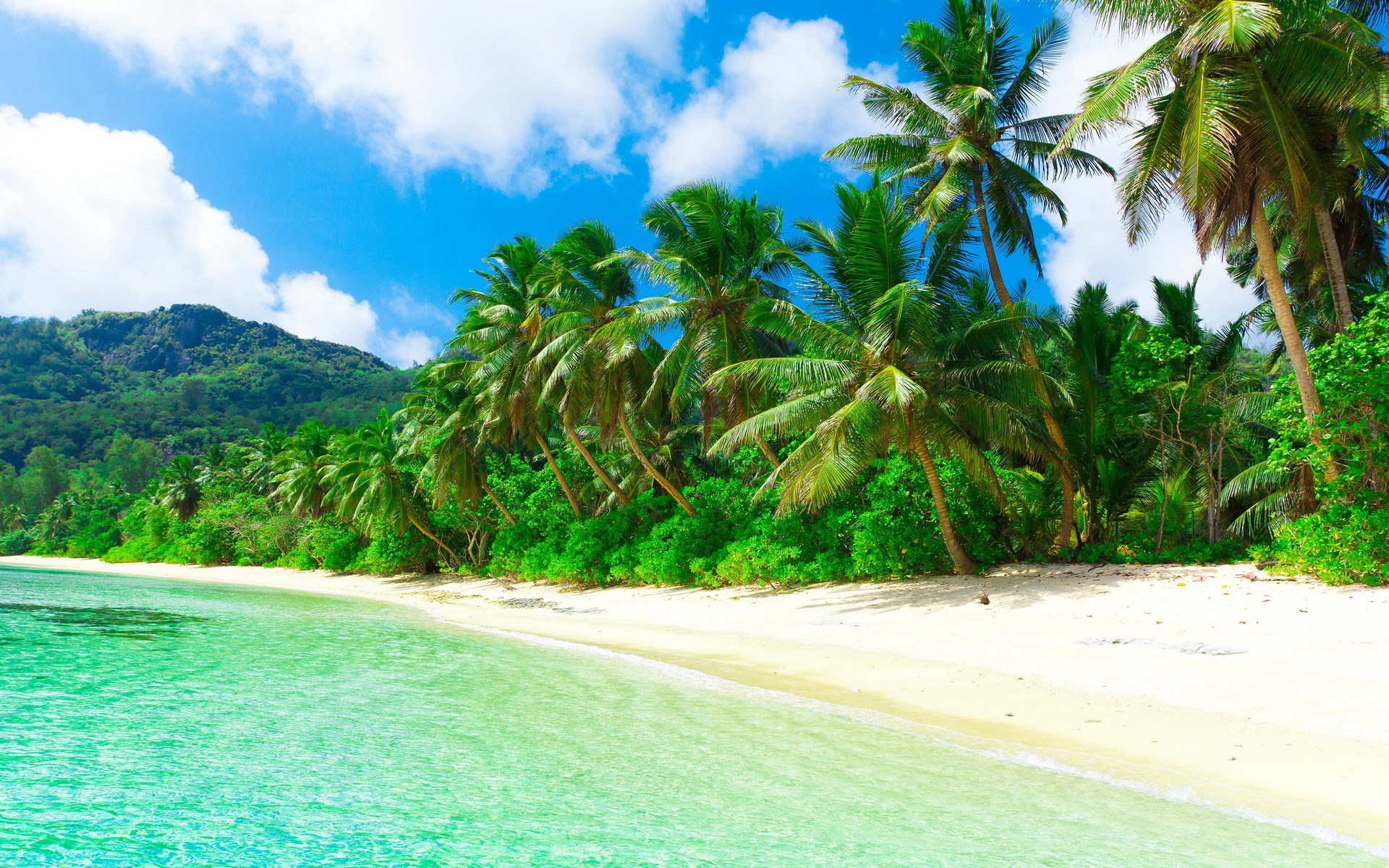 Tropical Beach with Clear Water and Palm Trees HD Wallpaper