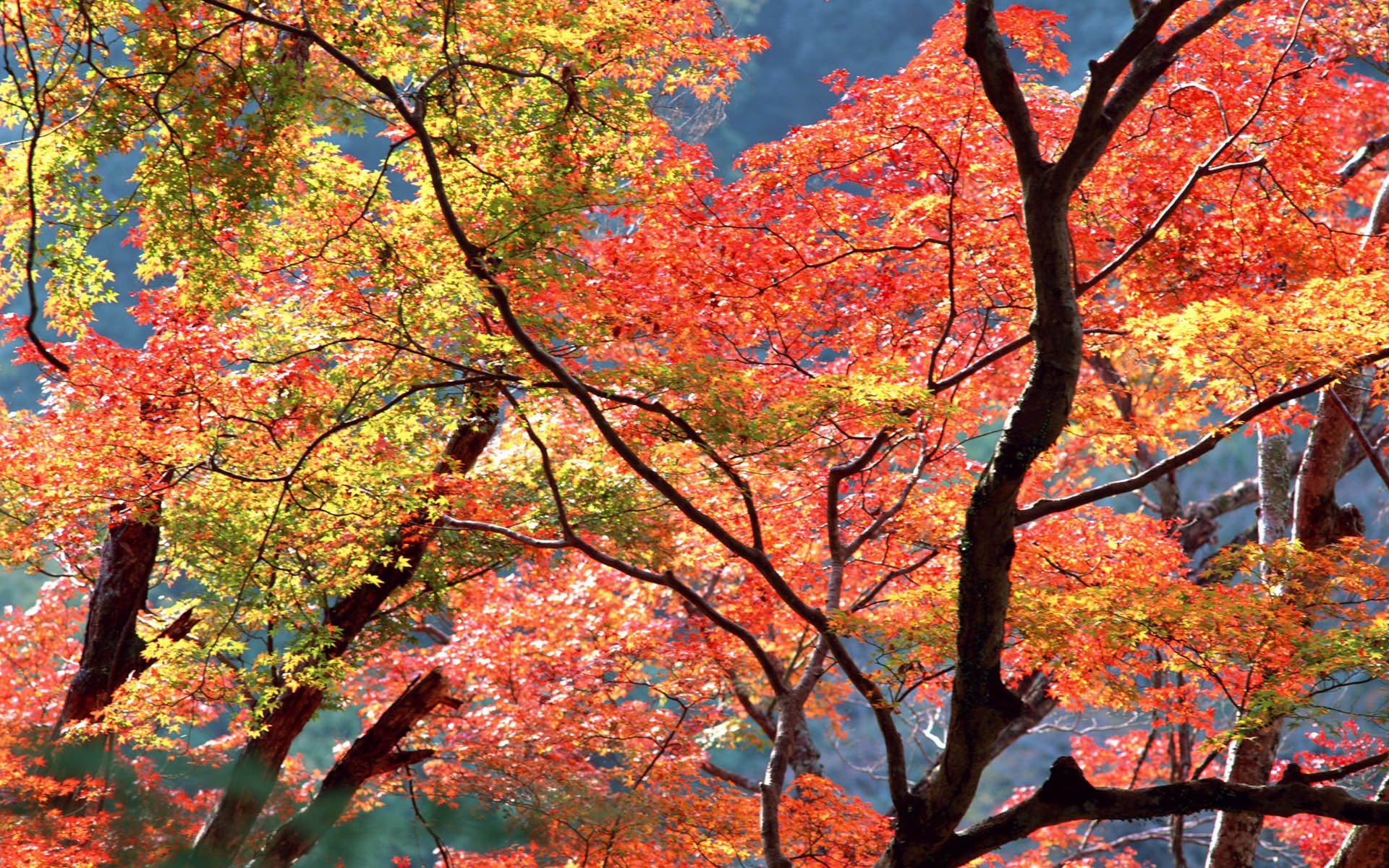 Autumn foliage in a forest HD Wallpaper