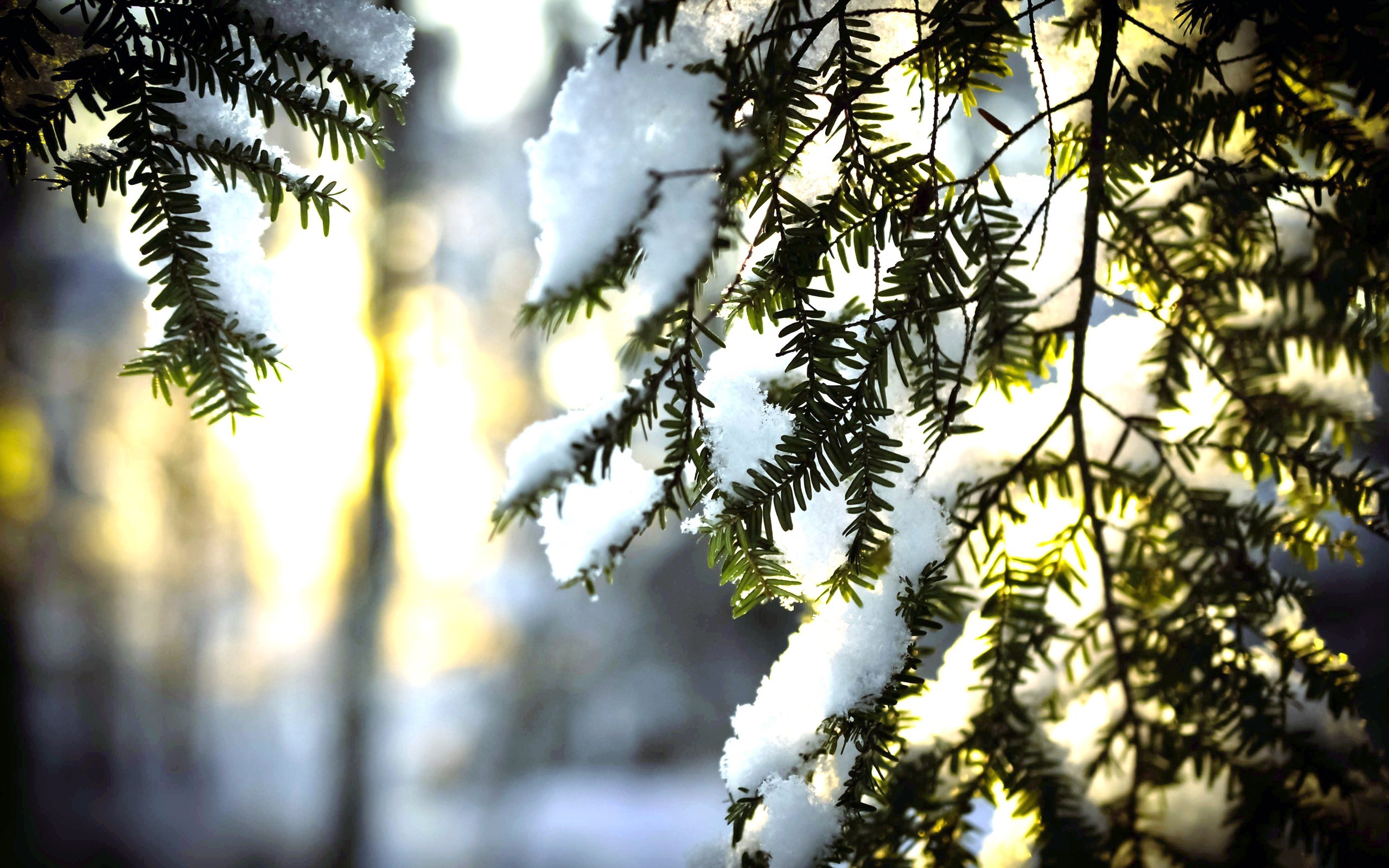 Snow-covered pine branches with sunlight HD Wallpaper