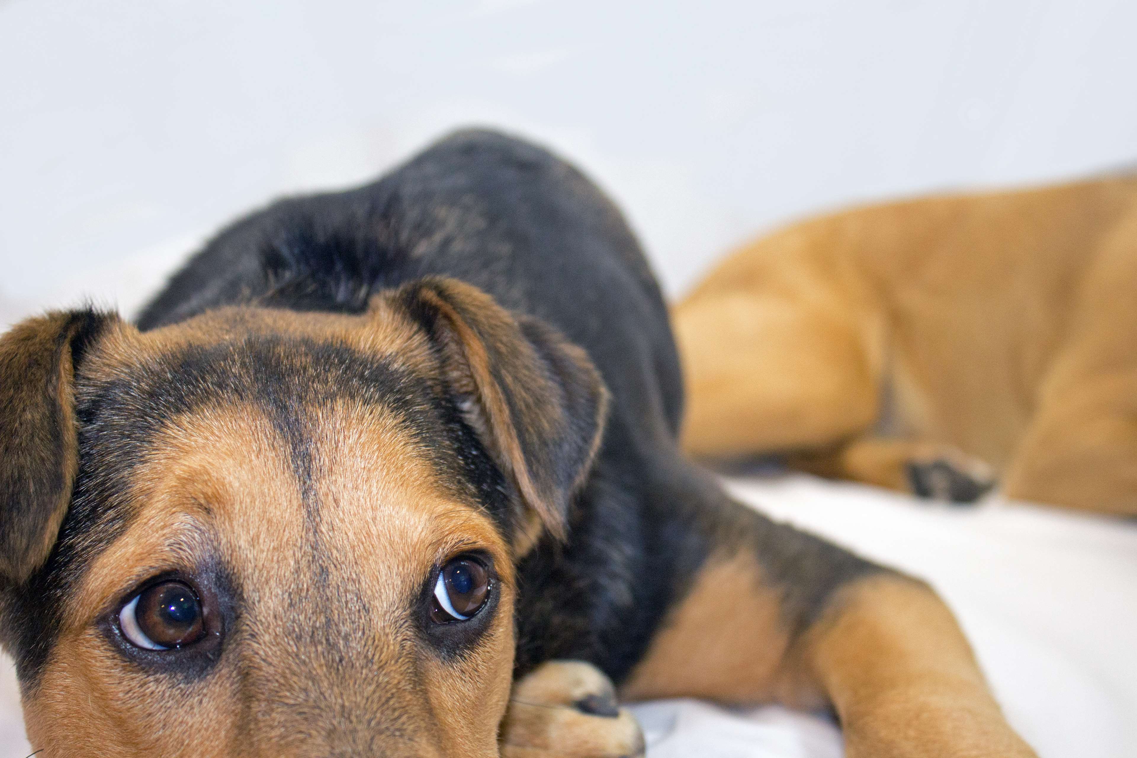 Close up of a German Shepherd mix puppy HD Wallpaper