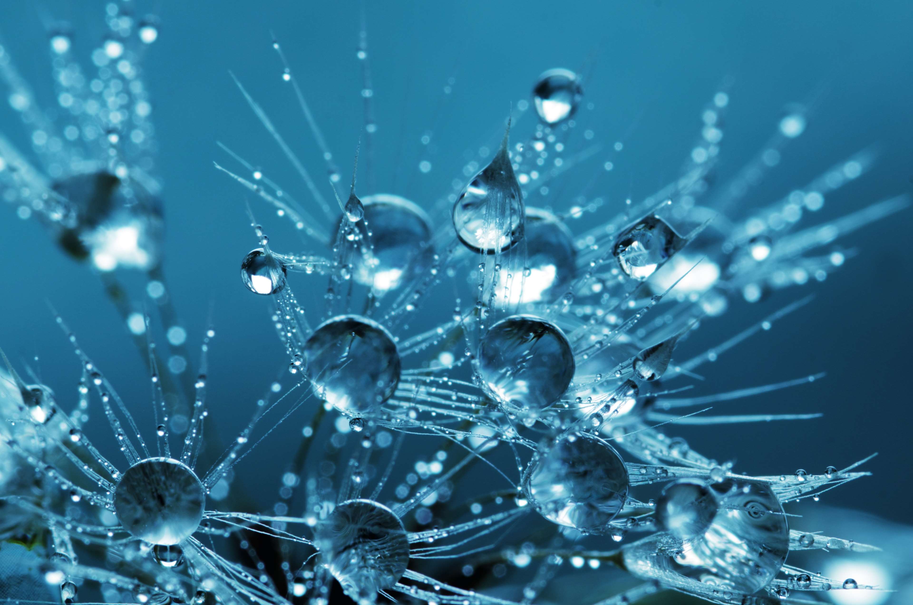 Macro photography of water droplets on dandelion seeds HD Wallpaper