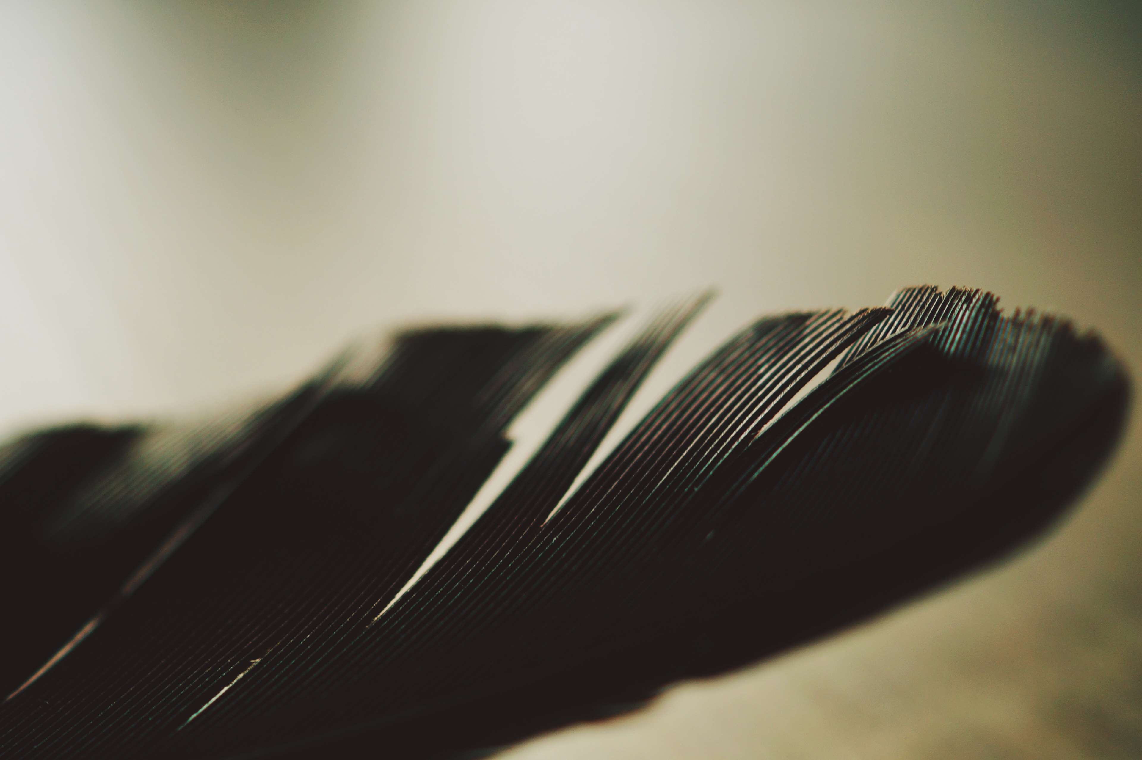 Macro photography of a crow feather HD Wallpaper