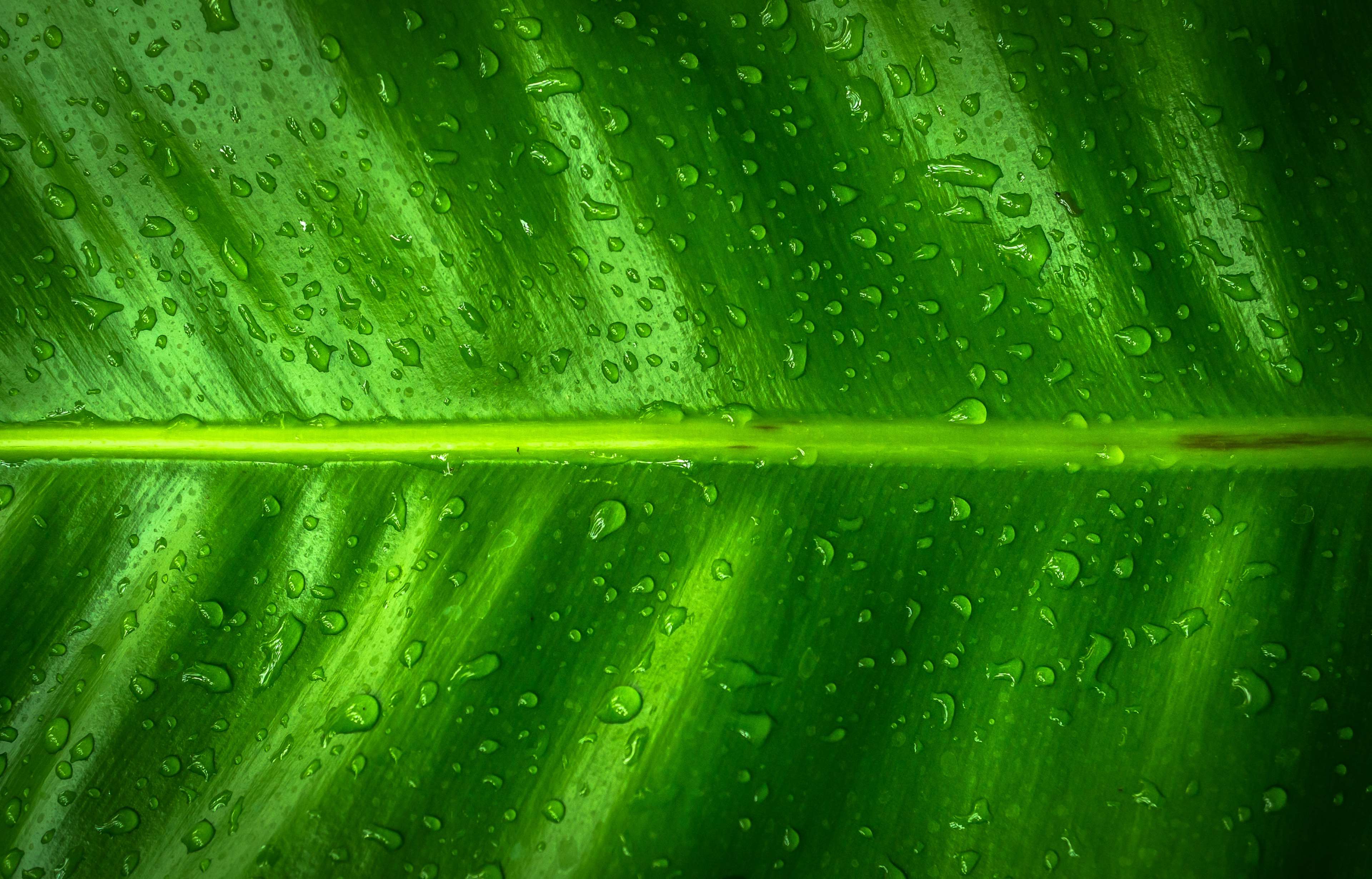 Close up of a green leaf with raindrops HD Wallpaper
