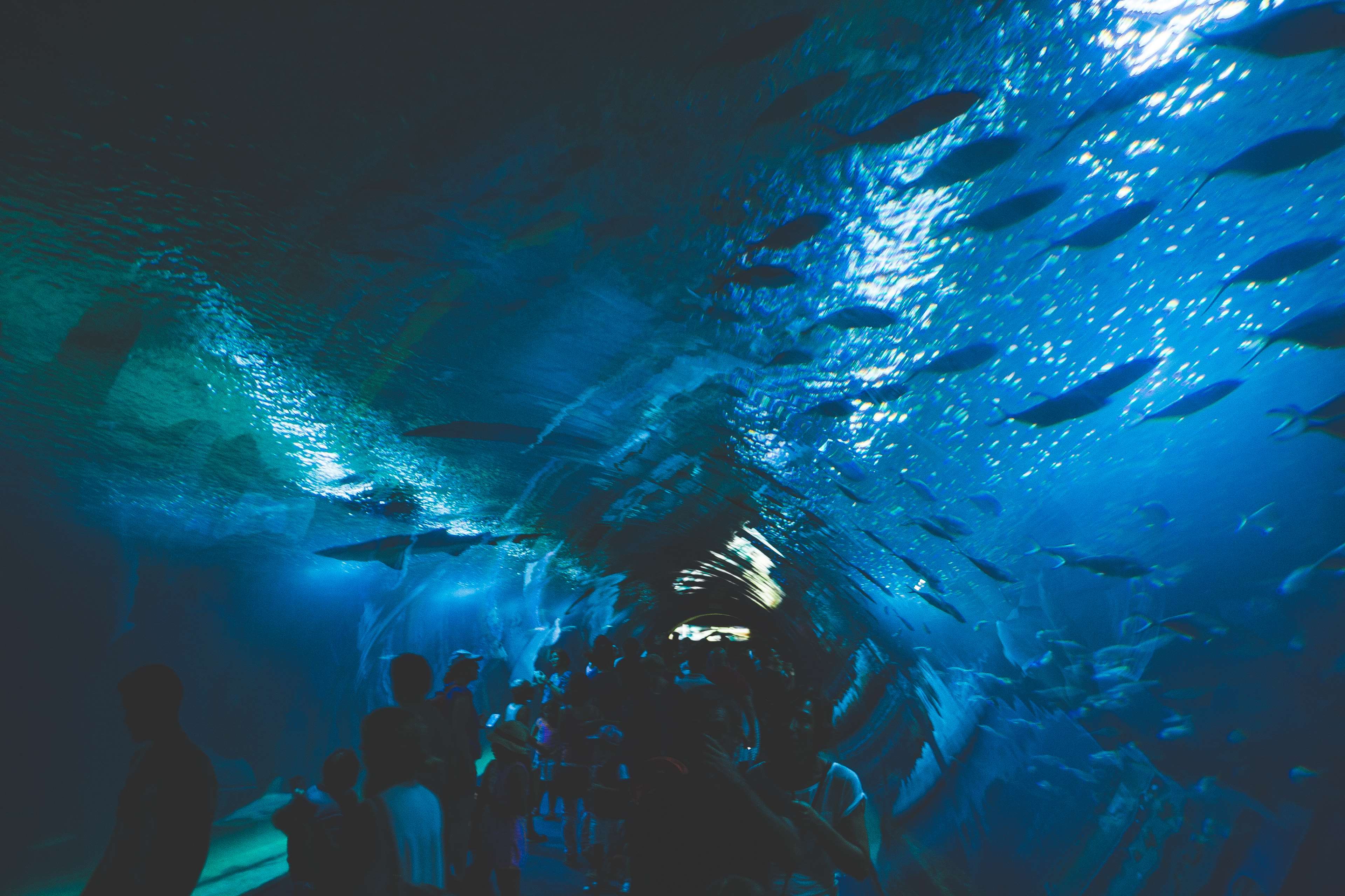 People in an aquarium tunnel with fish swimming above HD Wallpaper