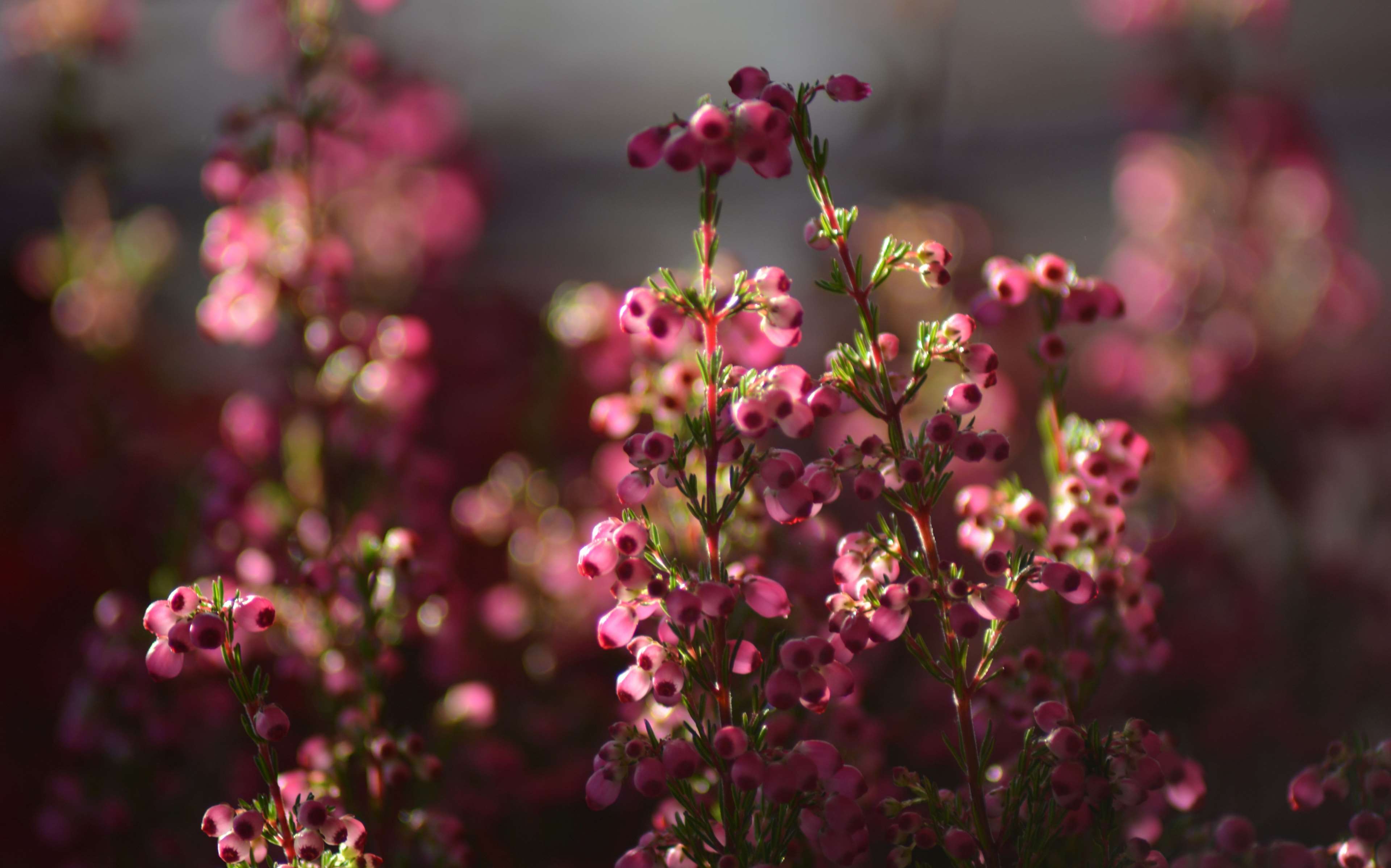 Pink heather flowers with bokeh background HD Wallpaper