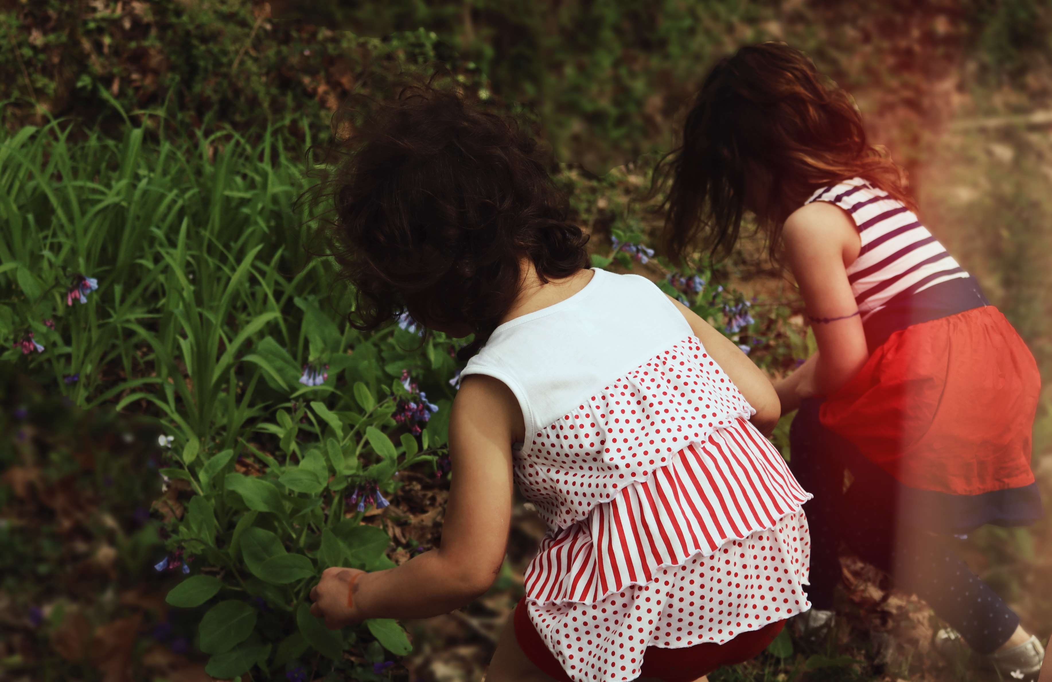 Two girls looking at flowers in a field HD Wallpaper