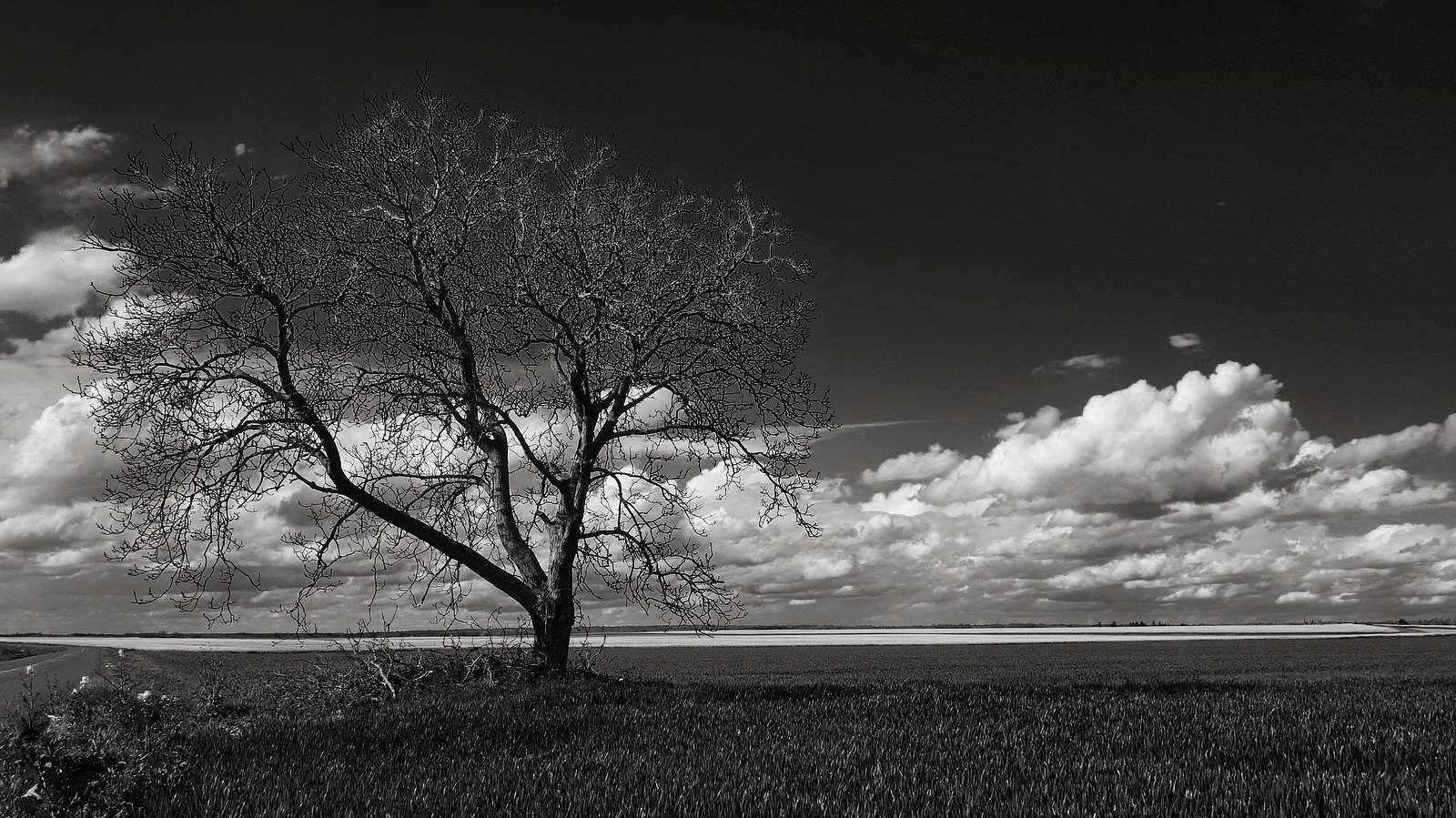 Bare tree in a field under a cloudy sky HD Wallpaper