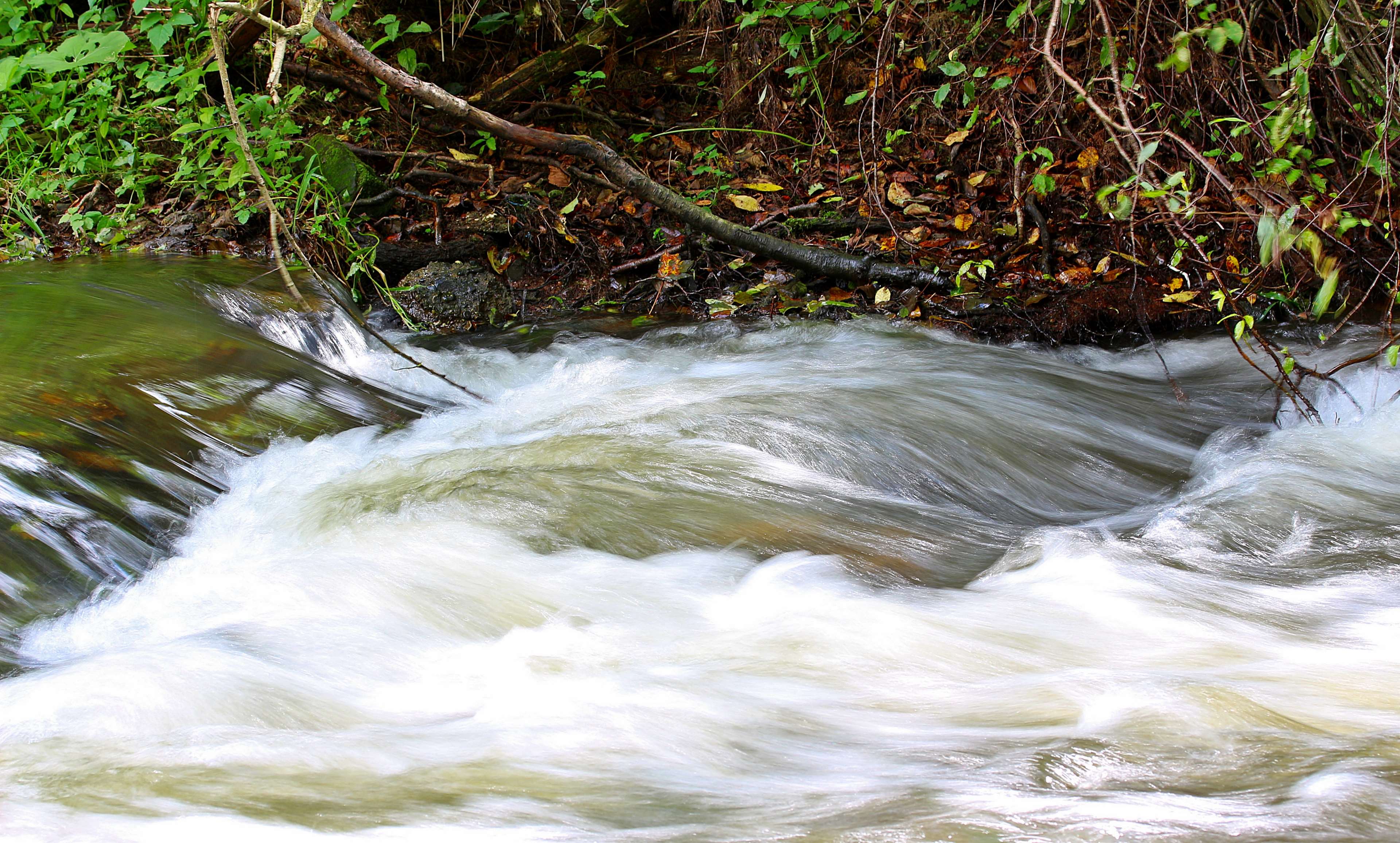 Water flowing over rocks in a forest stream HD Wallpaper