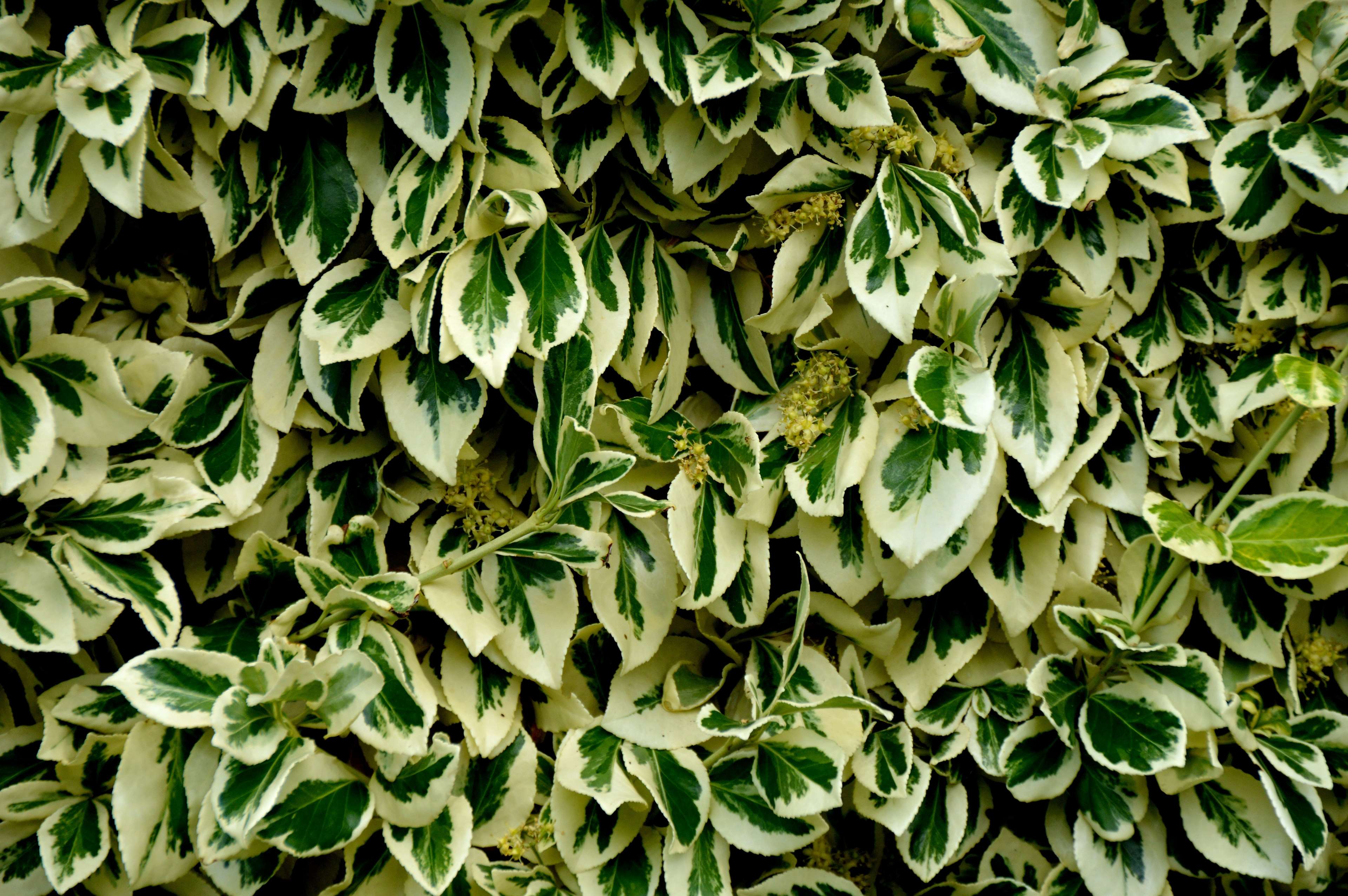 Variegated leaves of a plant in sunlight HD Wallpaper