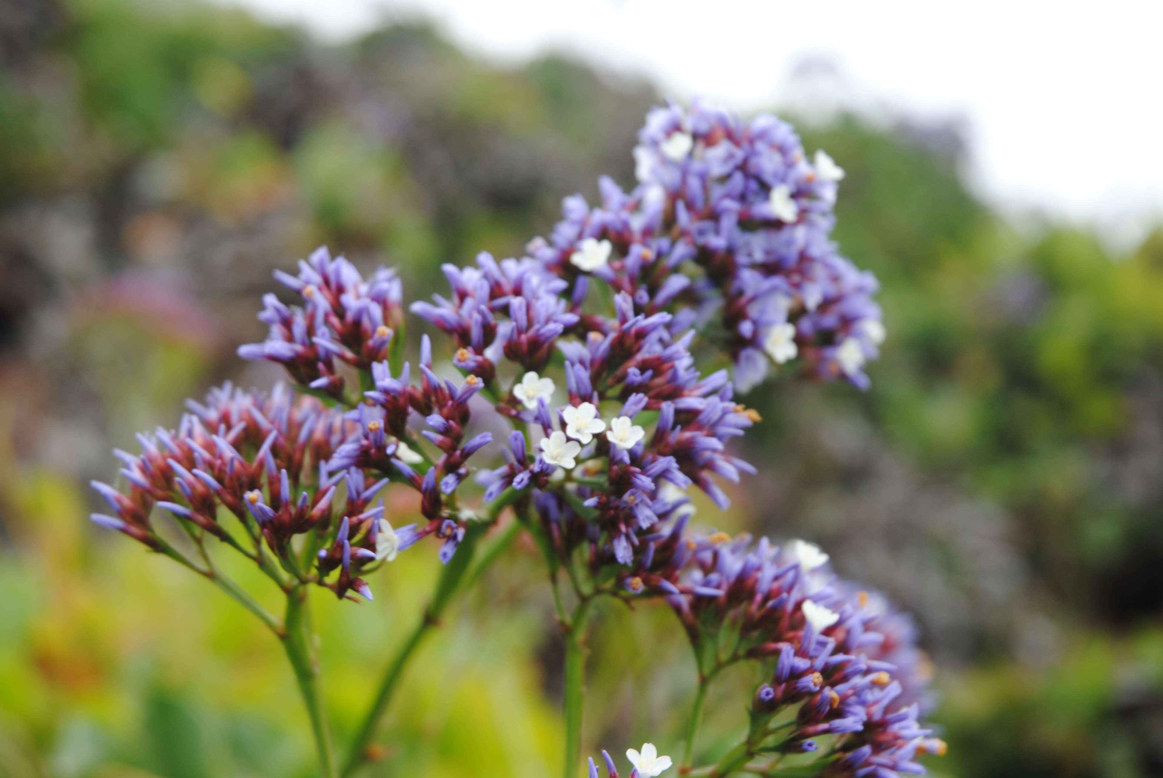 Purple and white beach flowers in California 4K HD Wallpaper