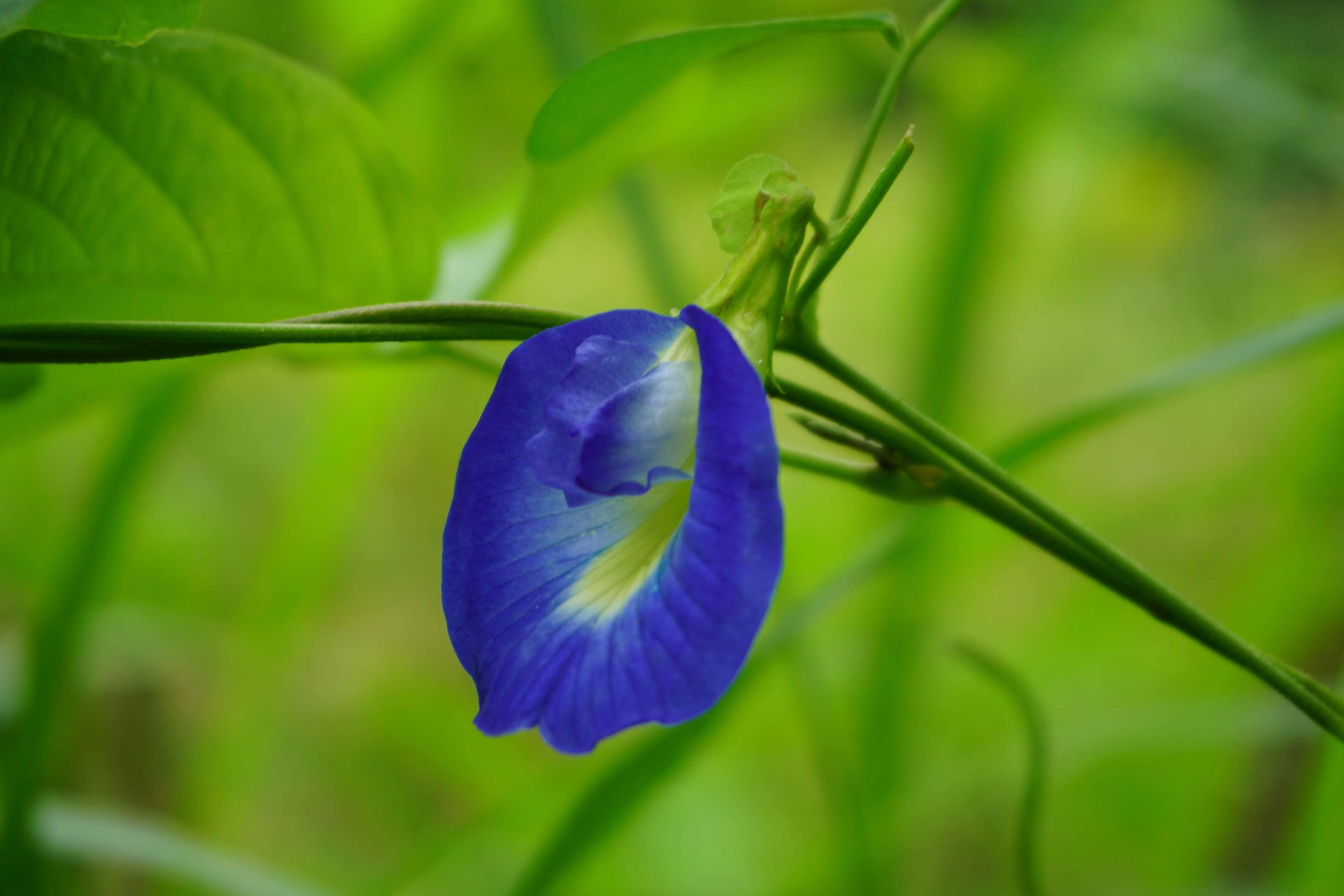 Blue flower on a vine HD Wallpaper