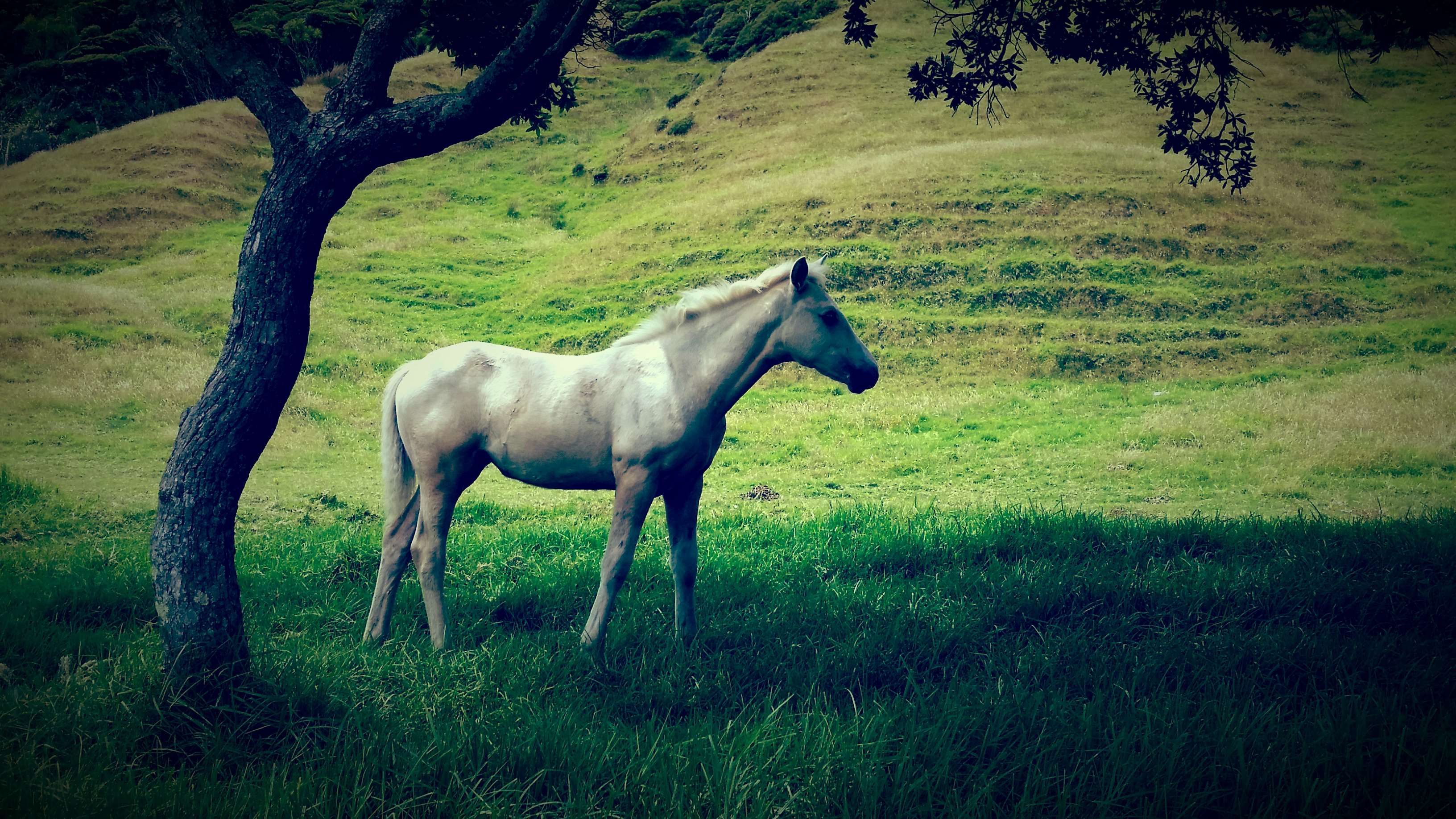 White horse standing near a tree on a grassy hill HD Wallpaper