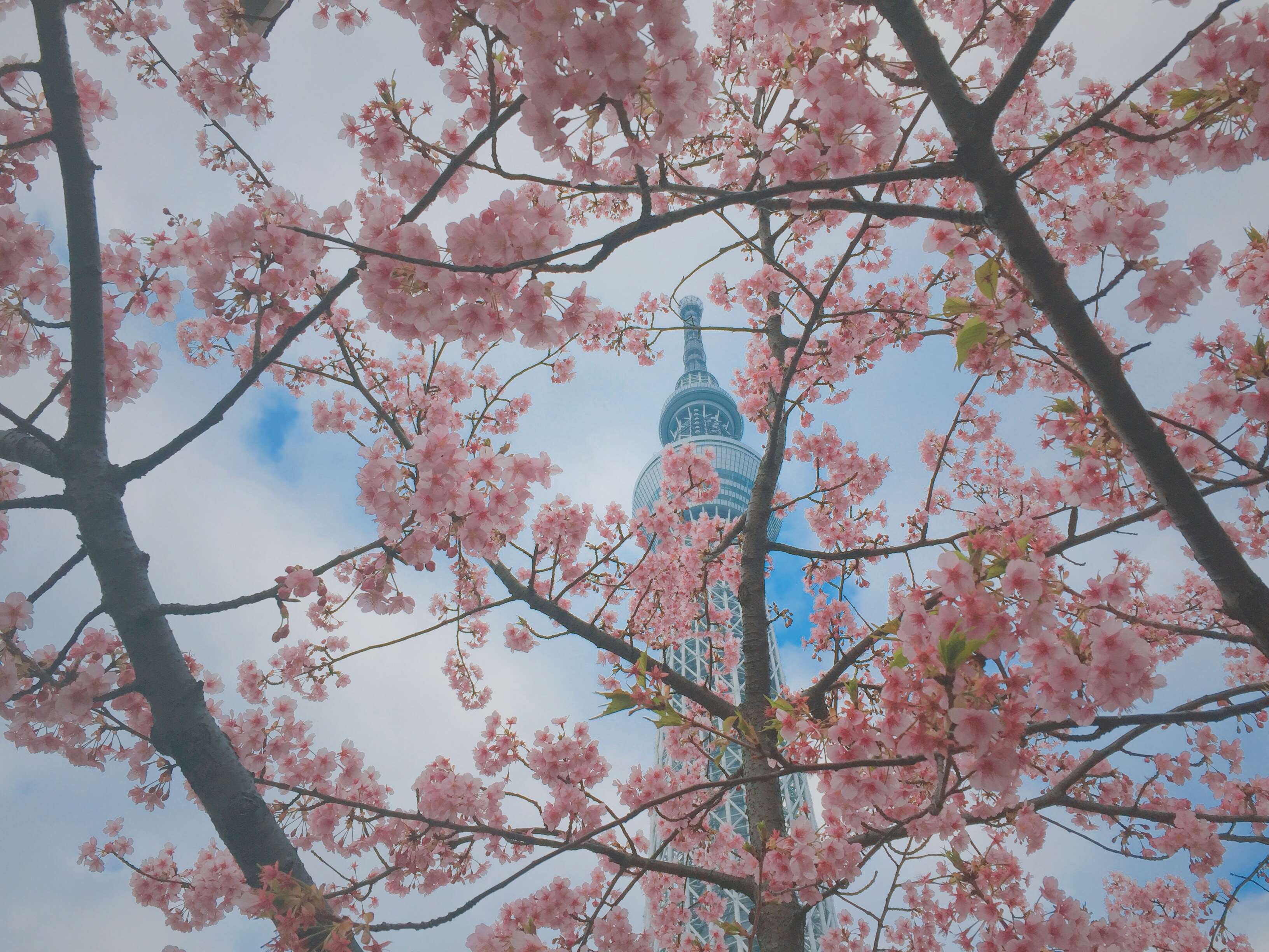 Cherry blossoms in front of Tokyo Skytree HD Wallpaper