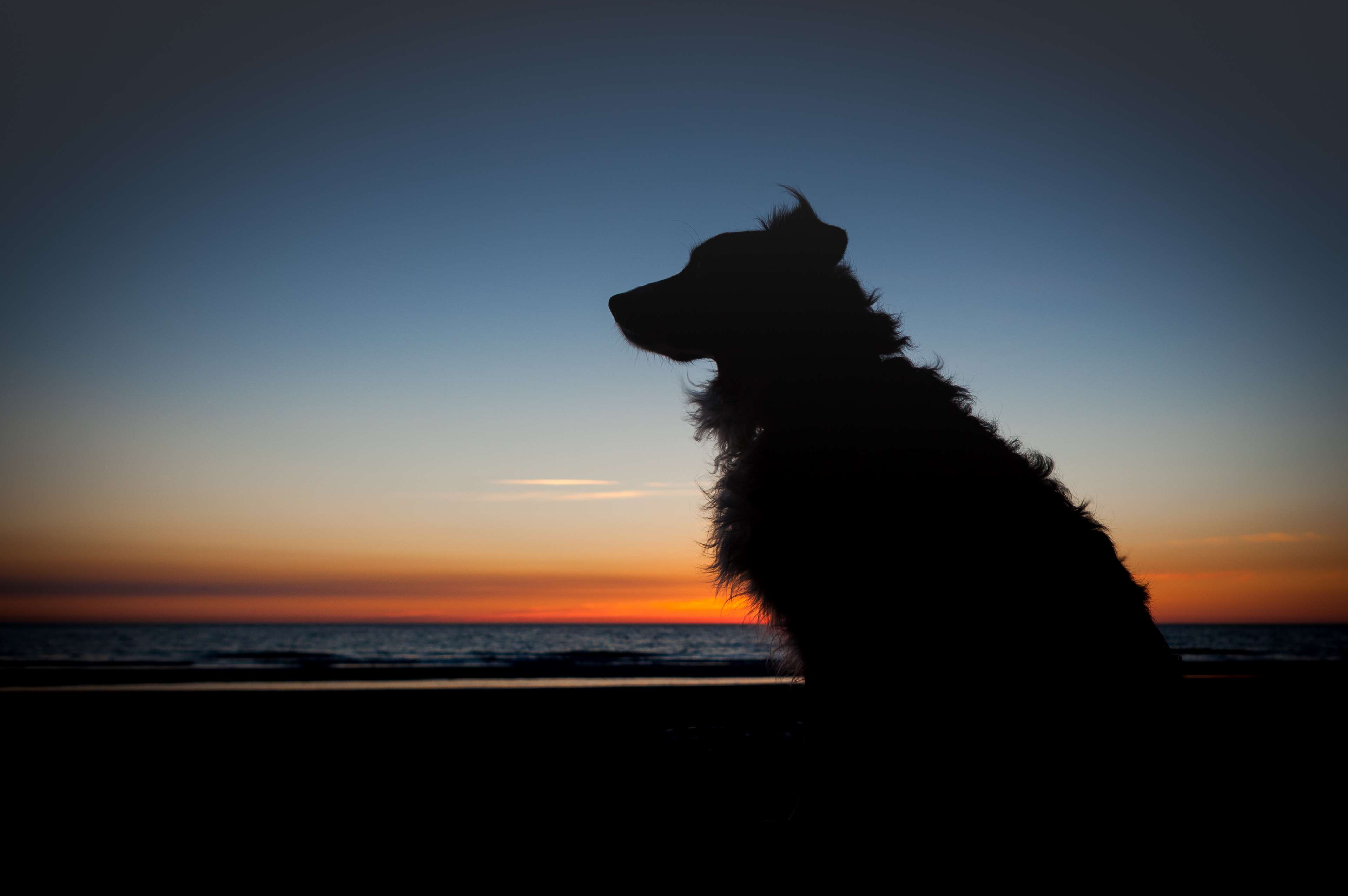 Dog silhouette on beach at sunset 4K HD Wallpaper