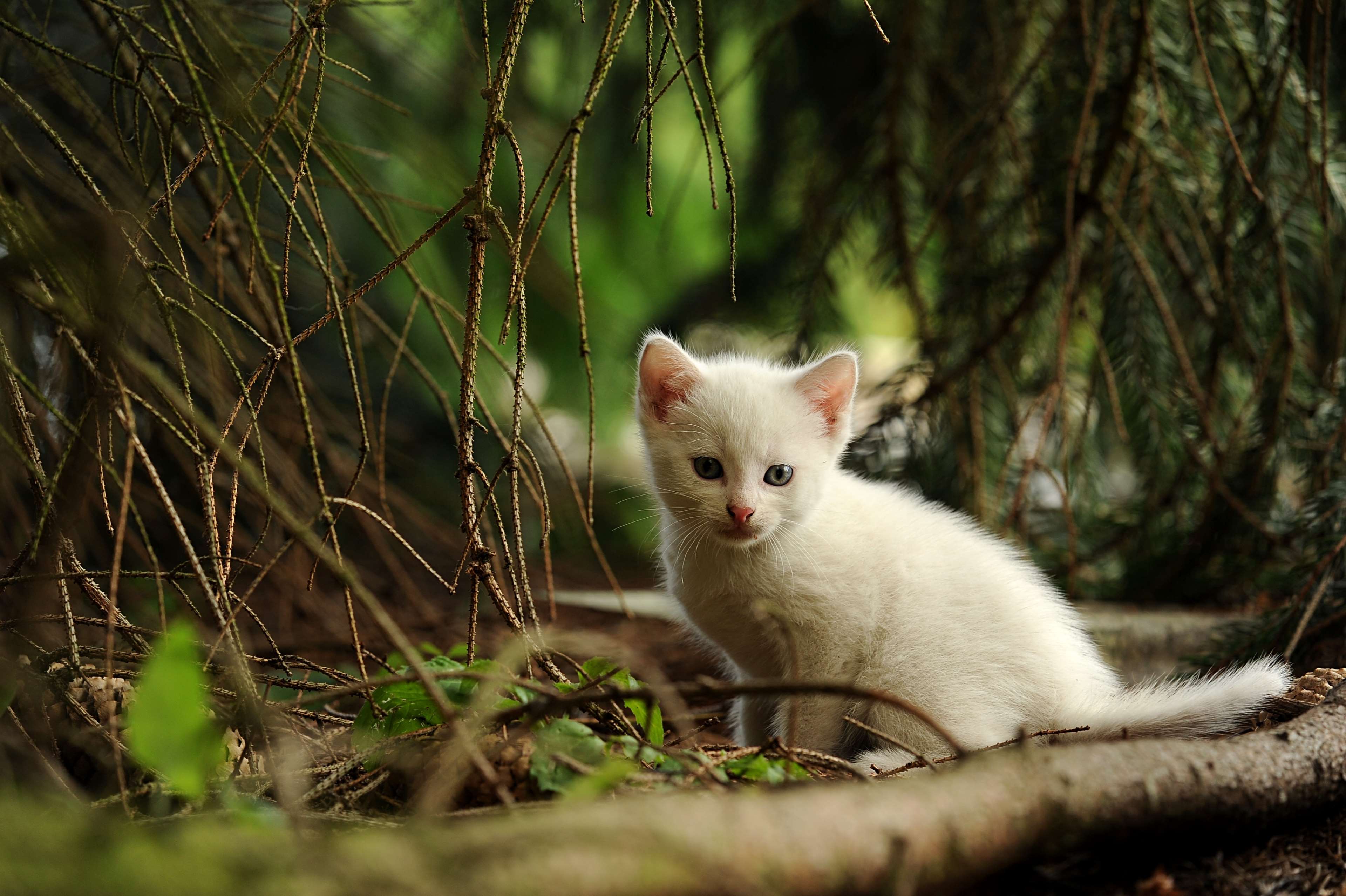 White kitten in nature HD Wallpaper