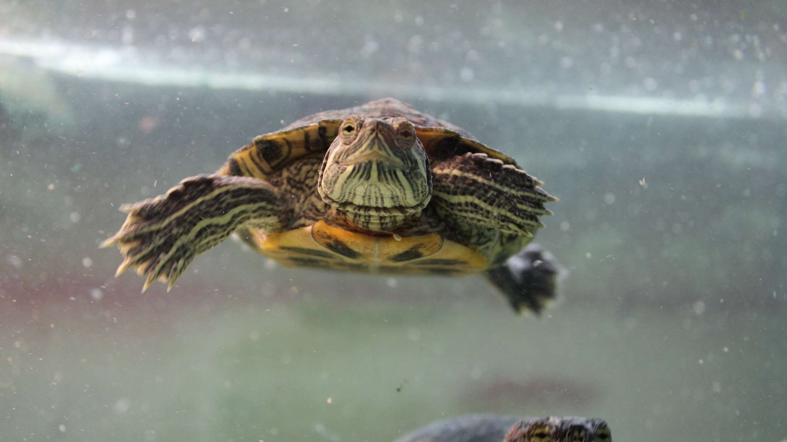 Red-eared slider turtle swimming underwater HD Wallpaper