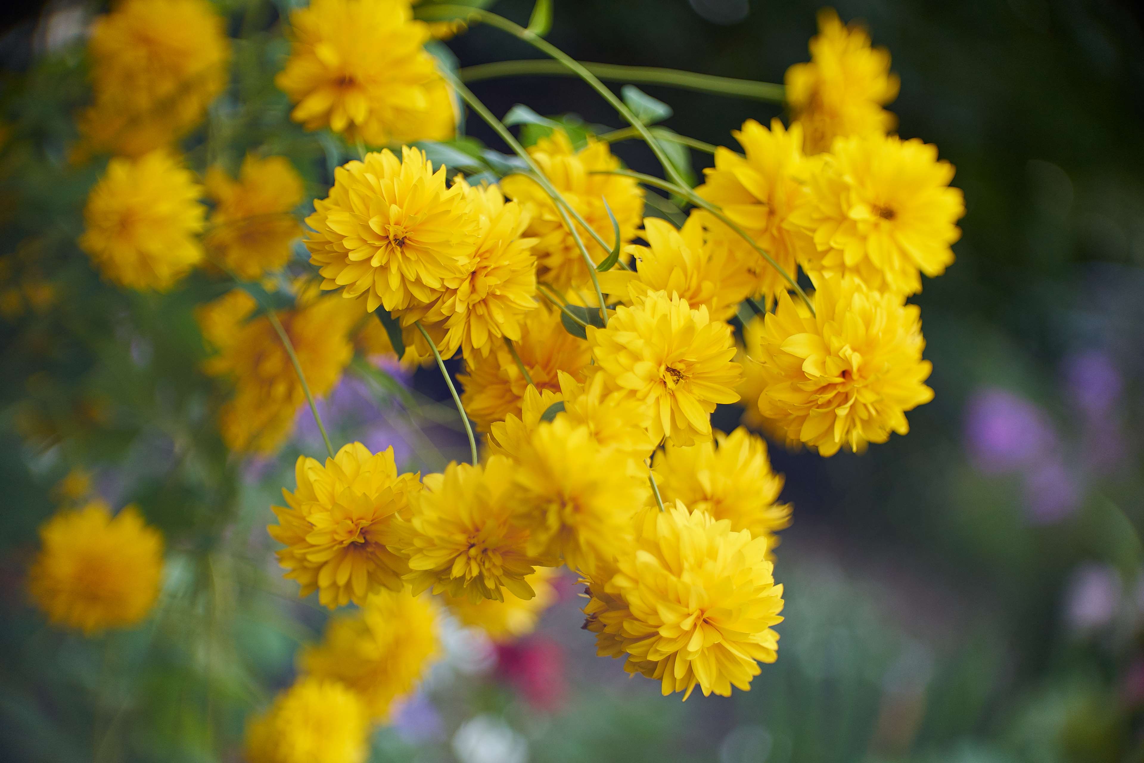 Yellow flowers in macro photography 4K HD Wallpaper