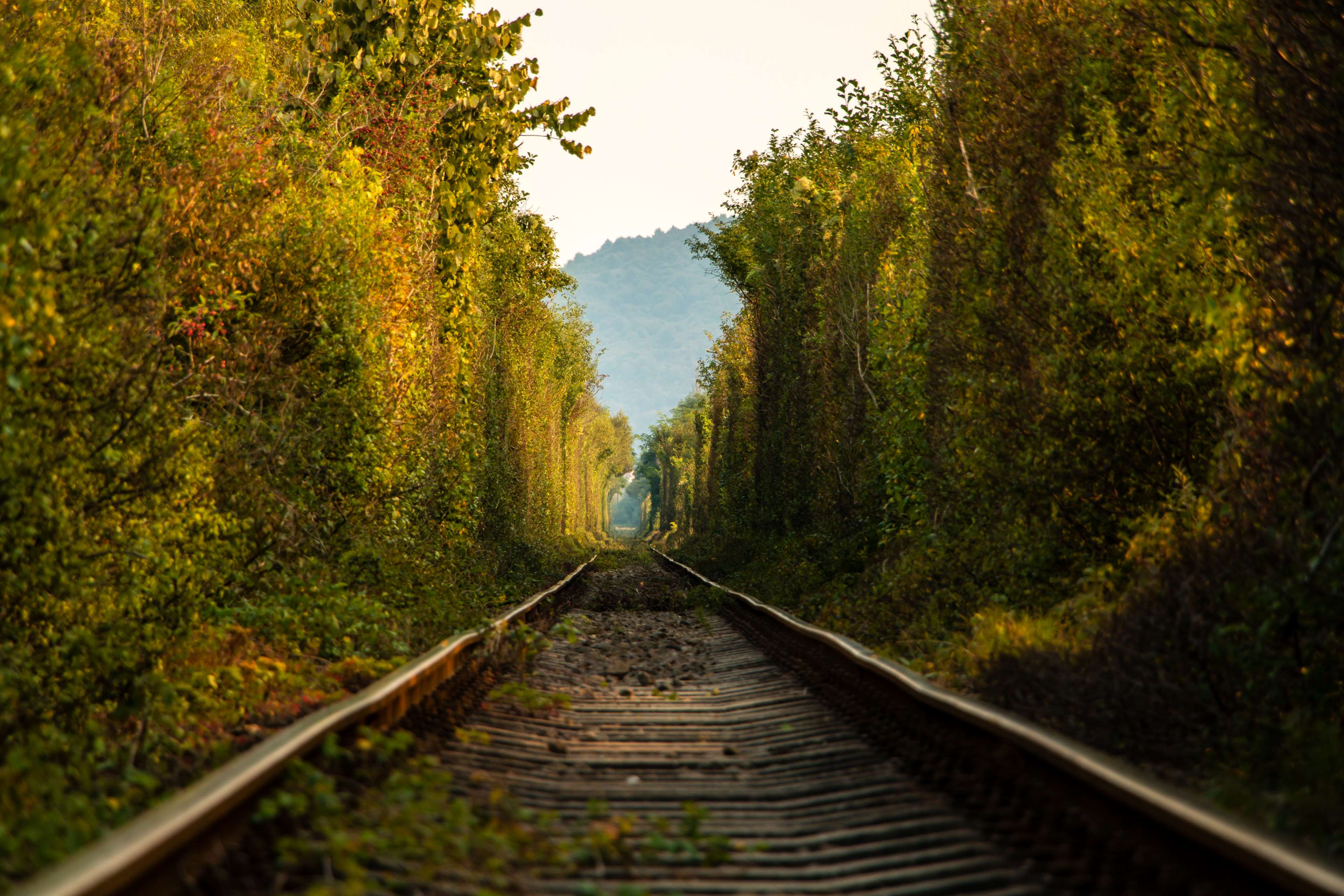 Train tracks through a tunnel of trees HD Wallpaper