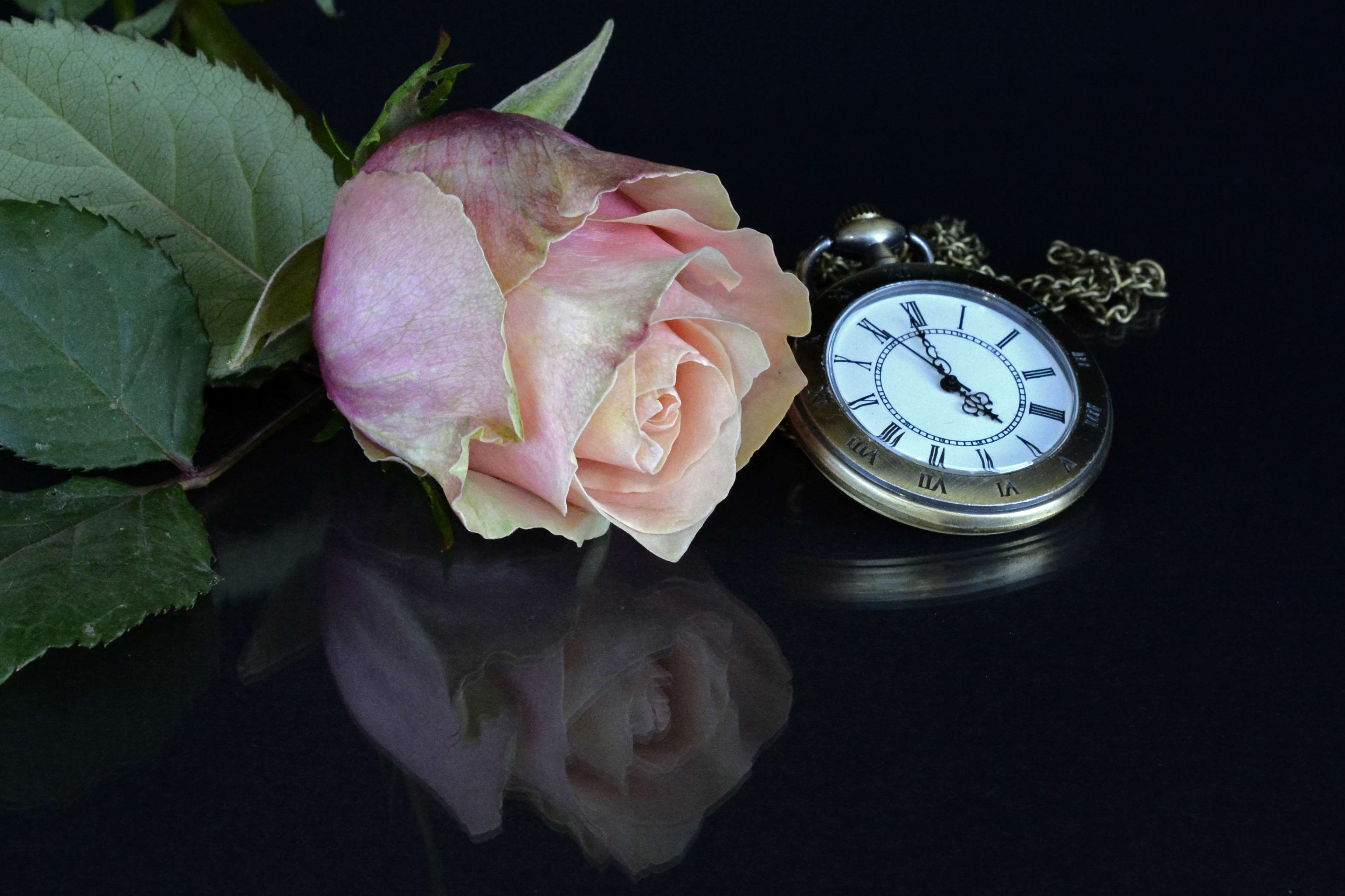 Pink rose and vintage pocket watch with reflection HD Wallpaper