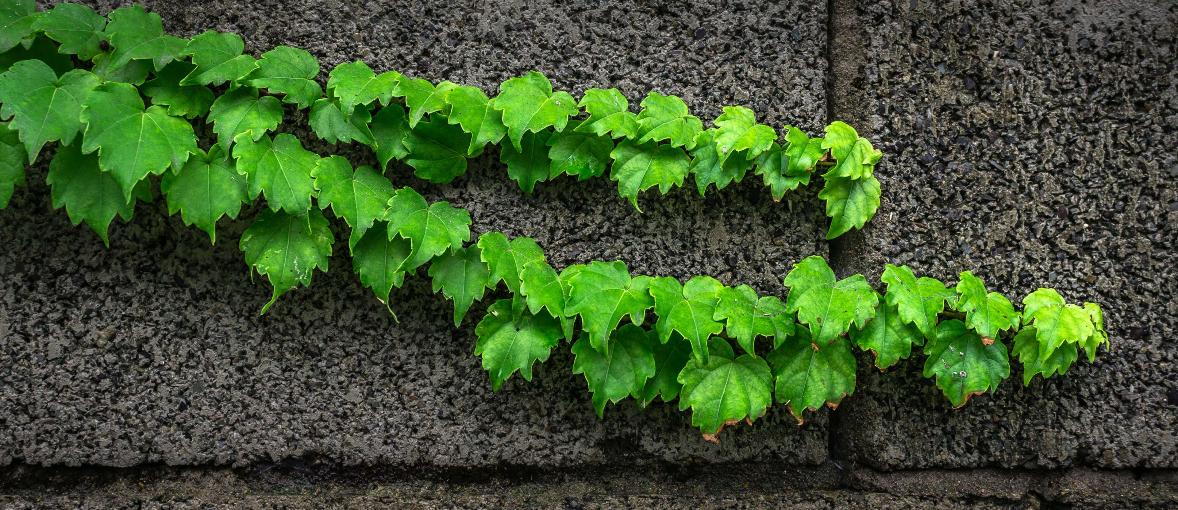 Green vine growing on a textured stone wall HD Wallpaper
