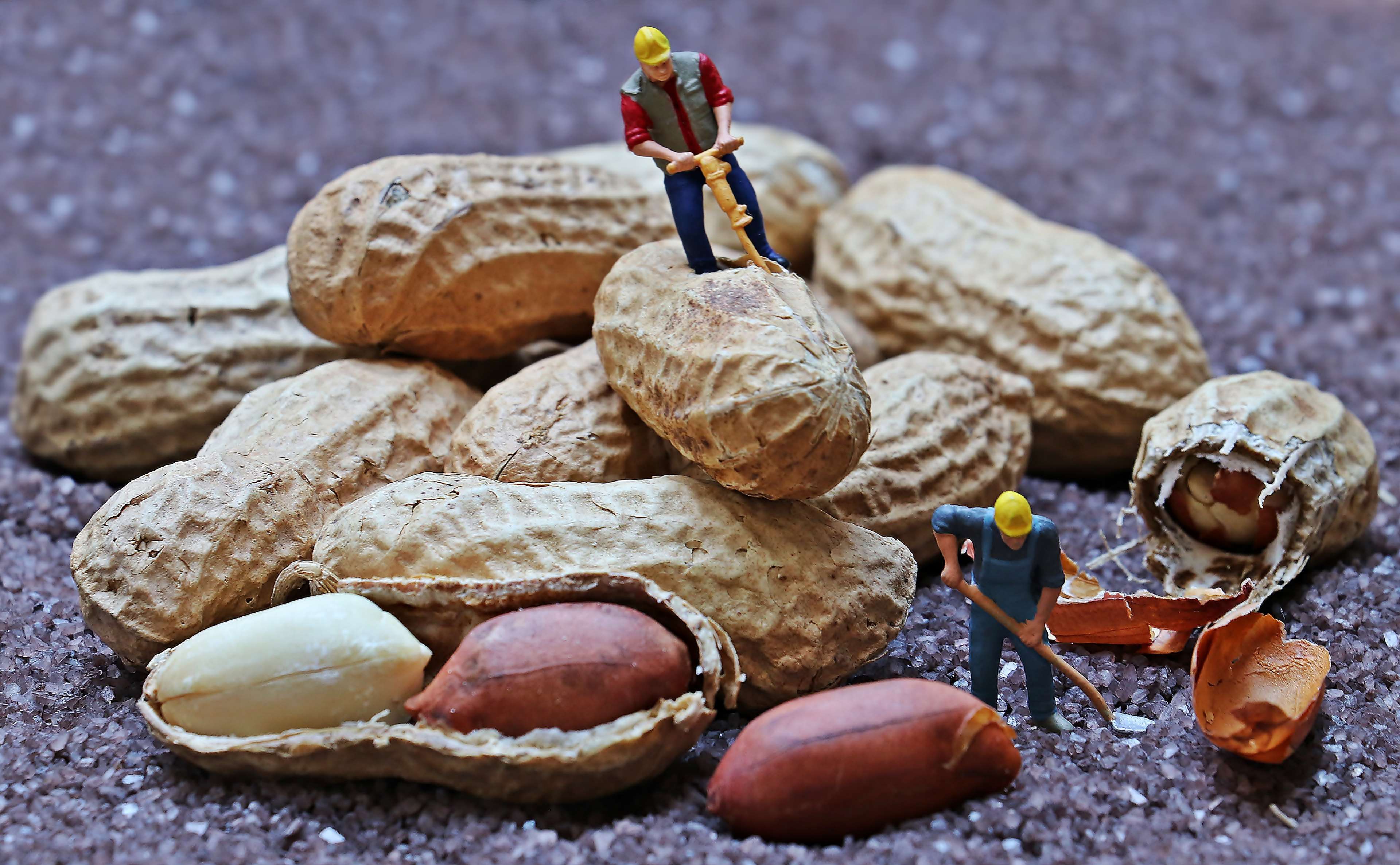 Miniature construction workers with peanuts HD Wallpaper