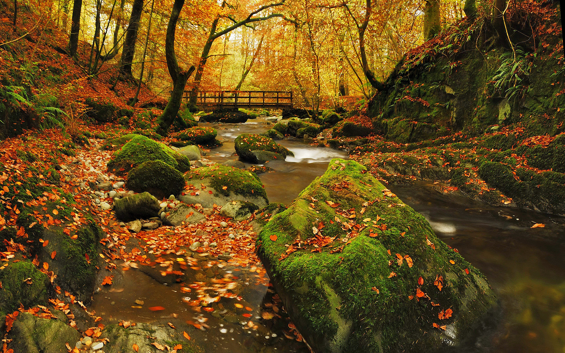 Autumn forest with a stream and a wooden bridge HD Wallpaper