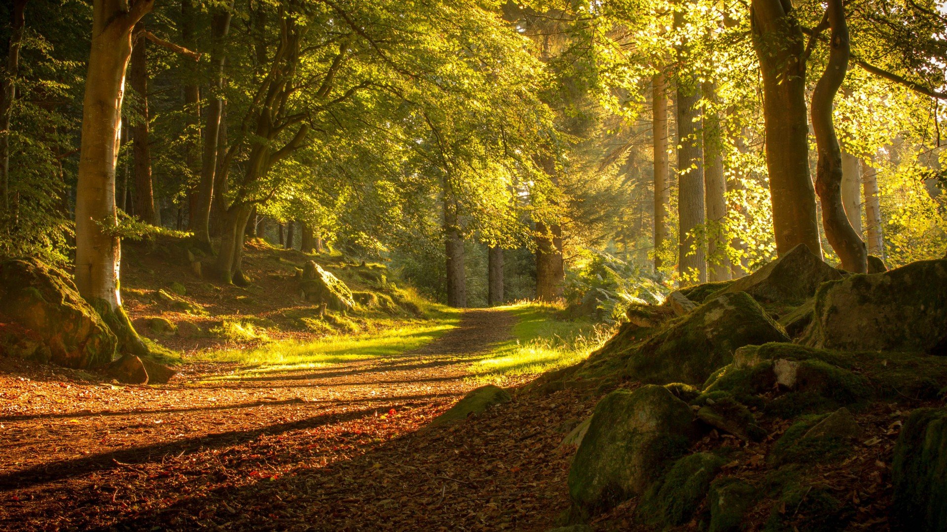 Sunlit Autumn Forest Path with Mossy Rocks HD Wallpaper
