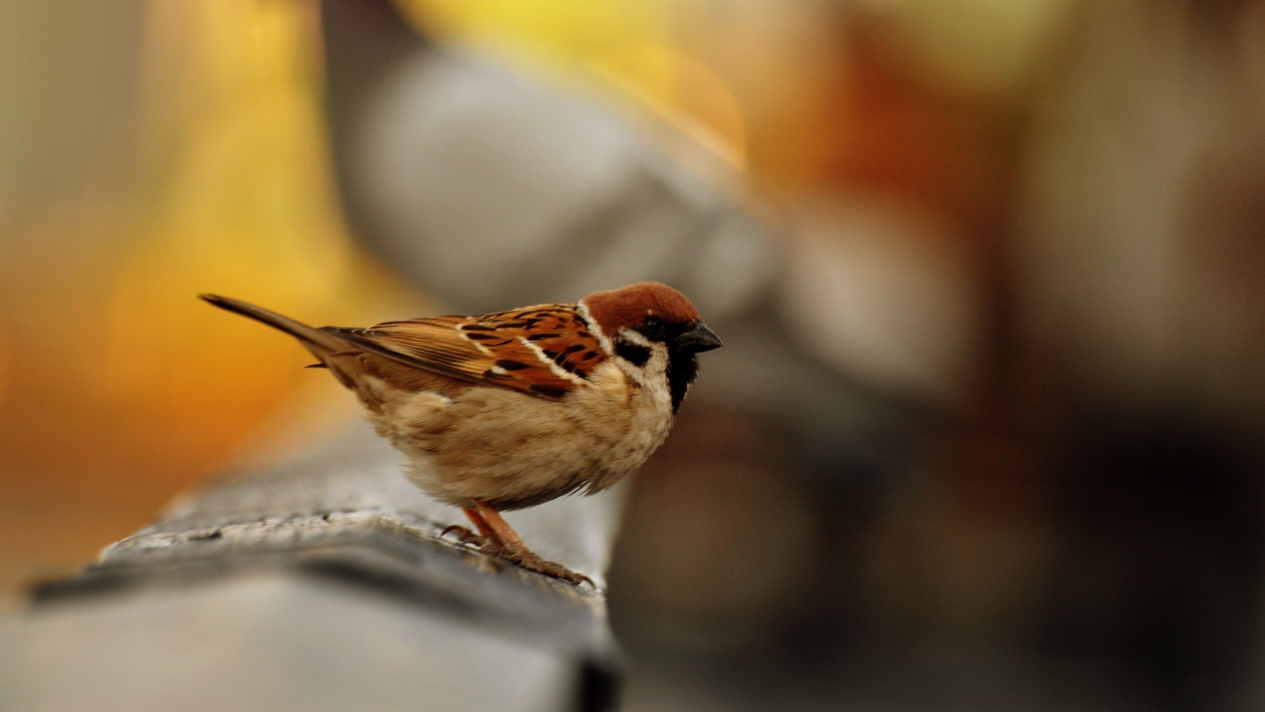 A sparrow perched on a railing with a blurred background HD Wallpaper