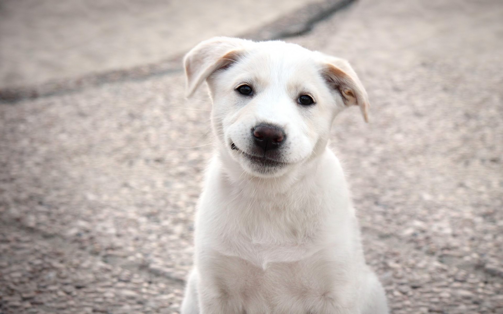 White puppy sitting on the ground HD Wallpaper