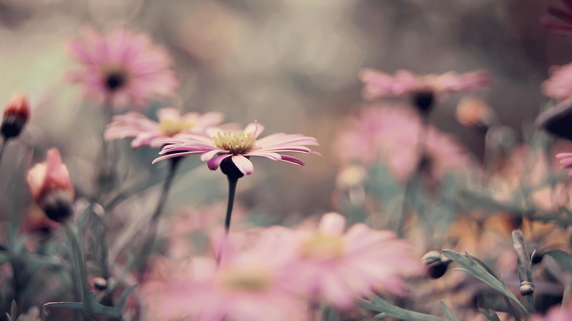 Close-up of pink daisies in a field HD Wallpaper