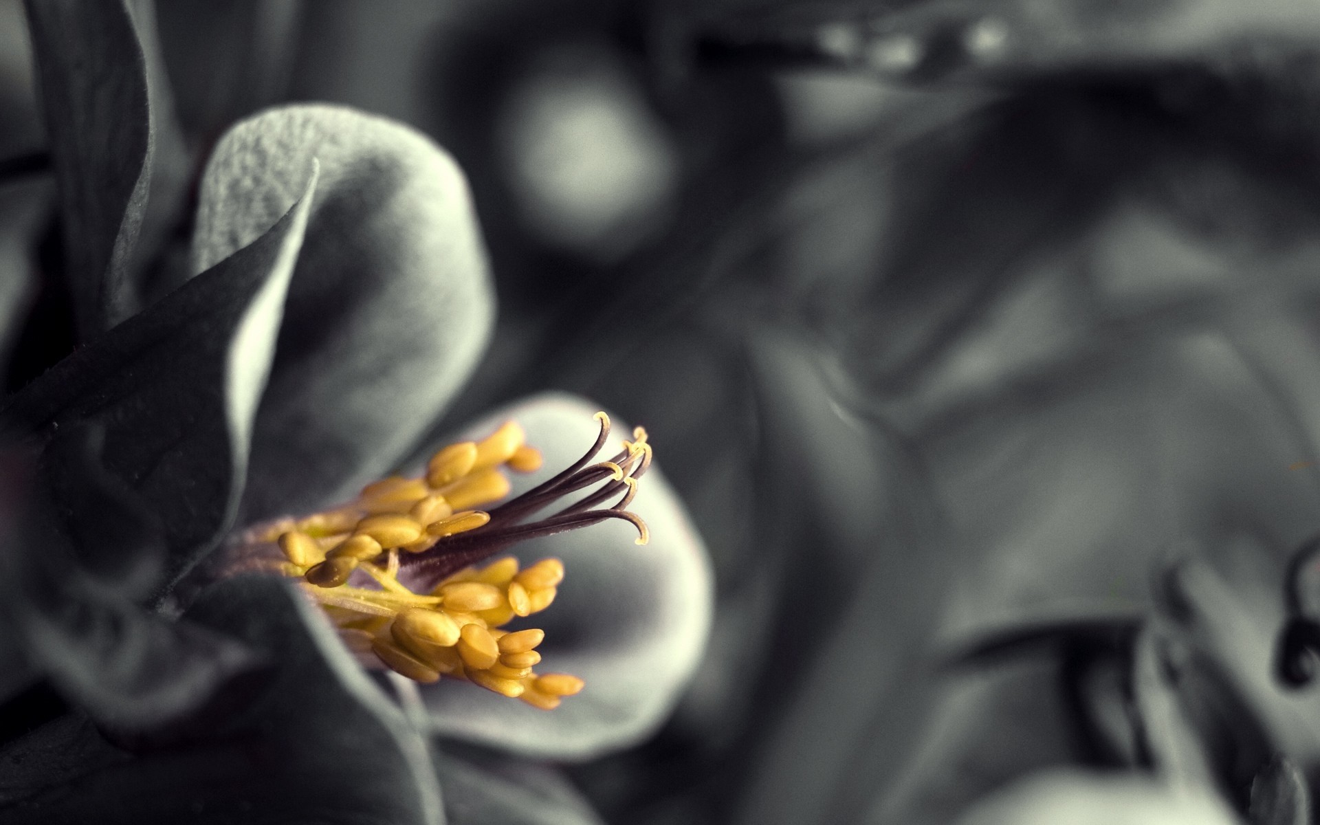Close-up of a yellow flower stamen and petals HD Wallpaper