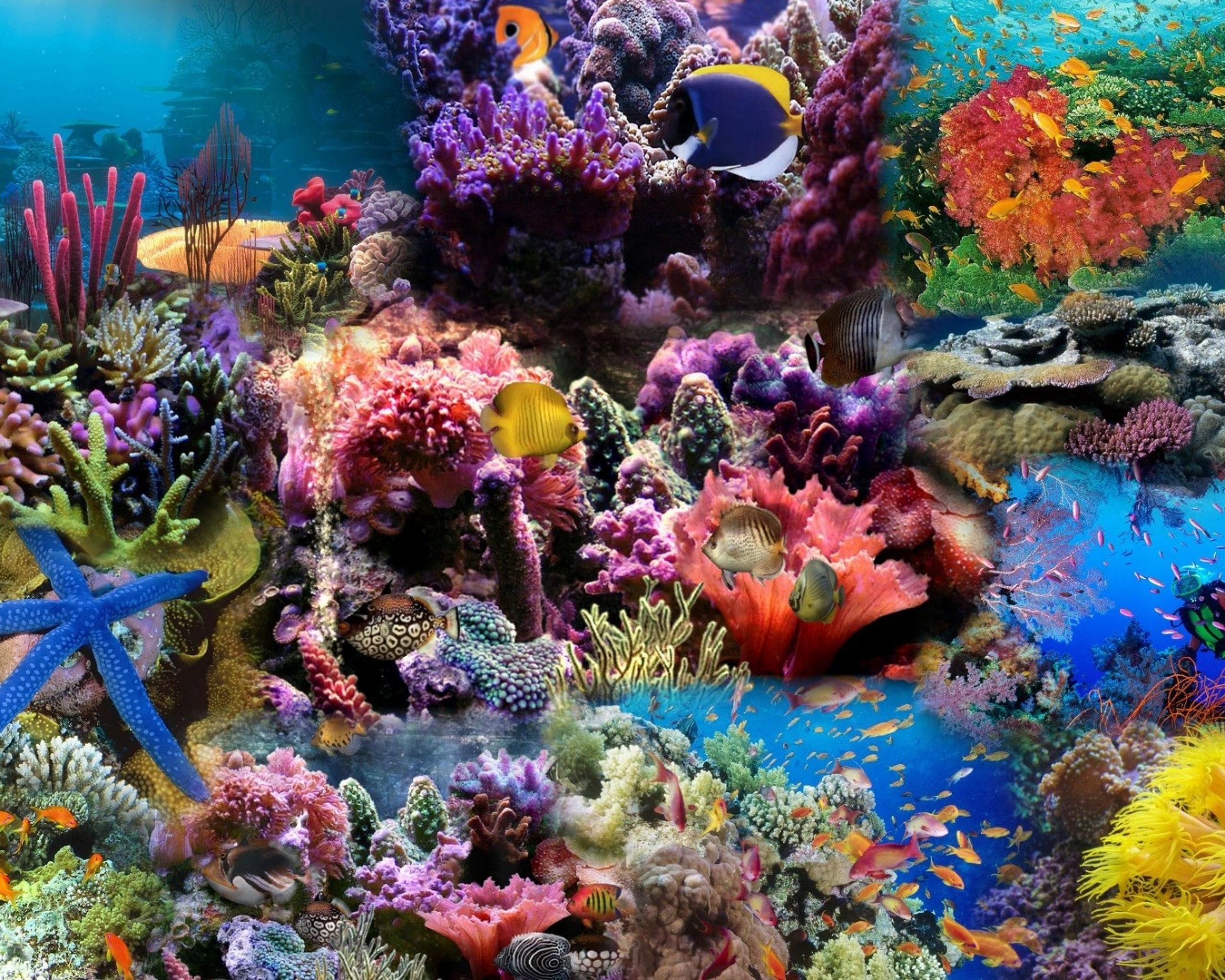 Colorful Coral Reef with Various Fish and Starfish HD Wallpaper