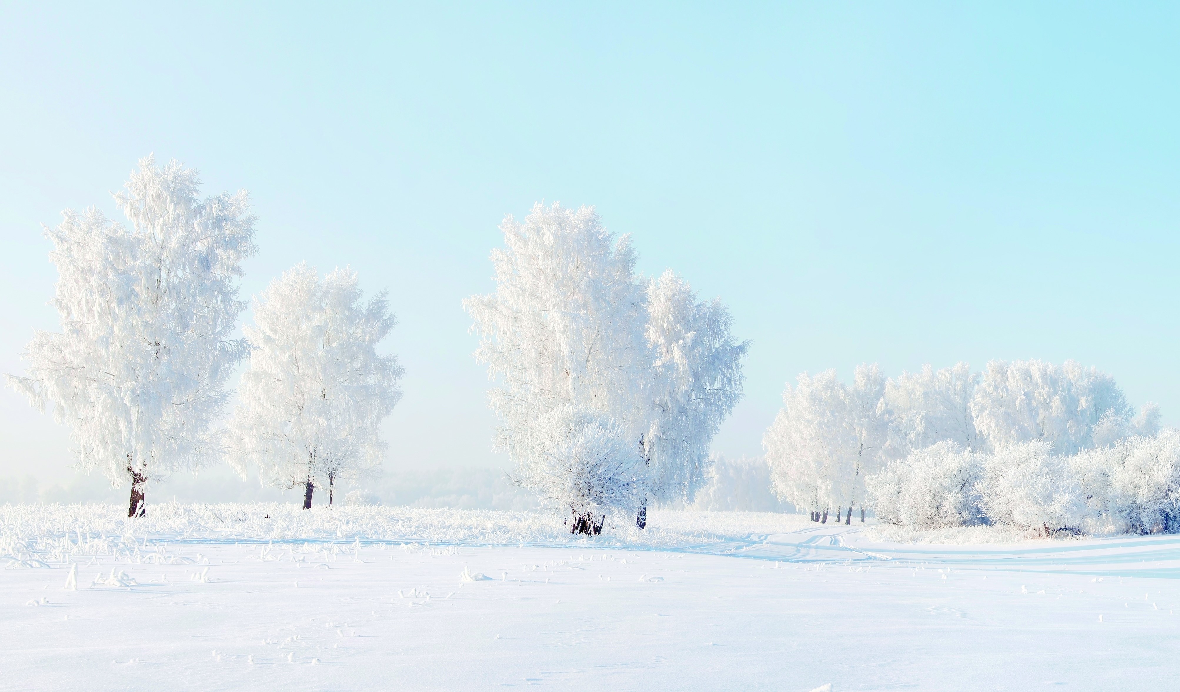 Snow-covered trees in a winter landscape HD Wallpaper
