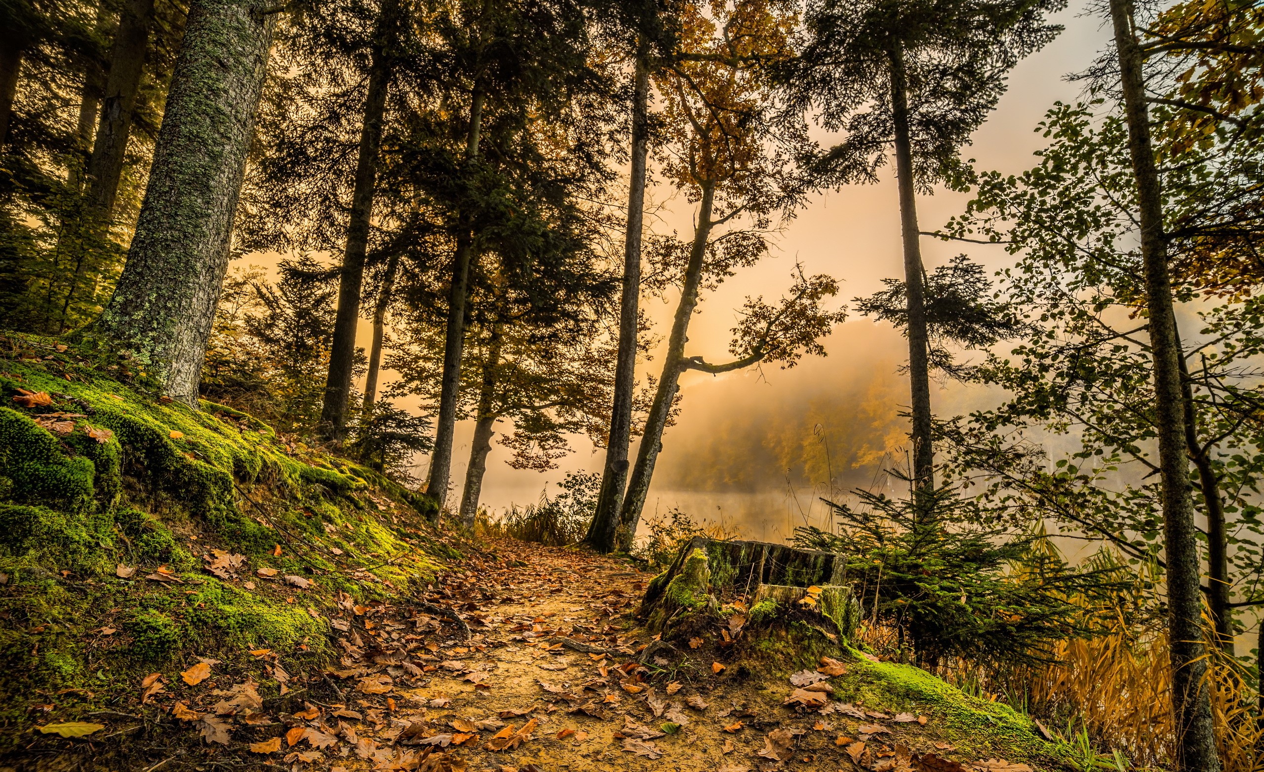 Forest trail with mossy ground and trees HD Wallpaper