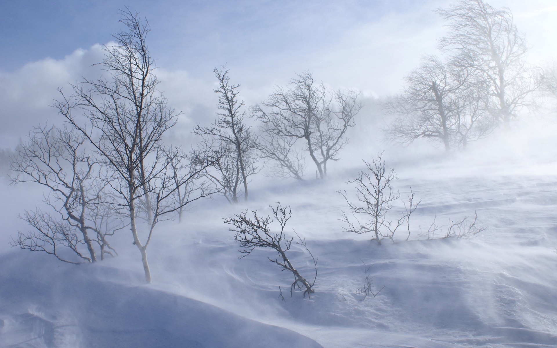 Bare trees in a winter blizzard with blowing snow HD Wallpaper