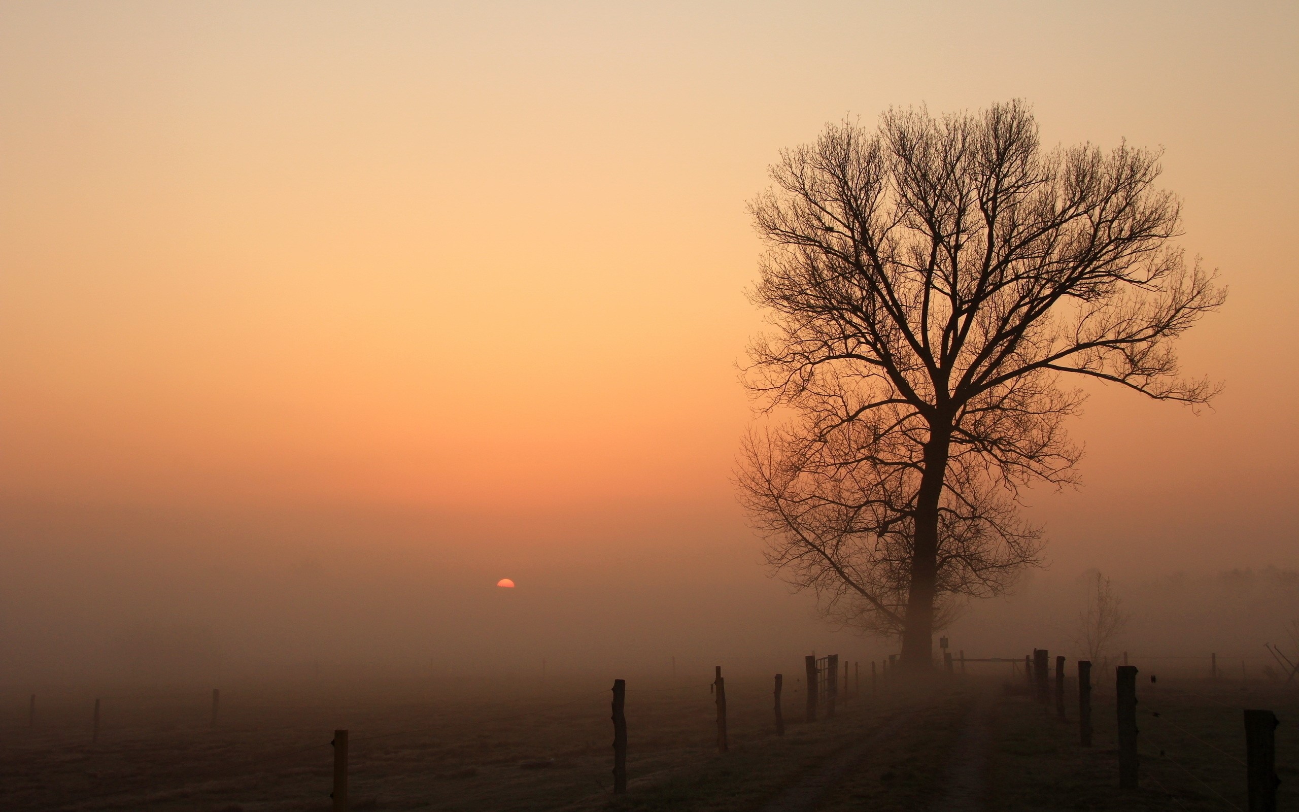 Tree in fog at sunrise with fence posts HD Wallpaper