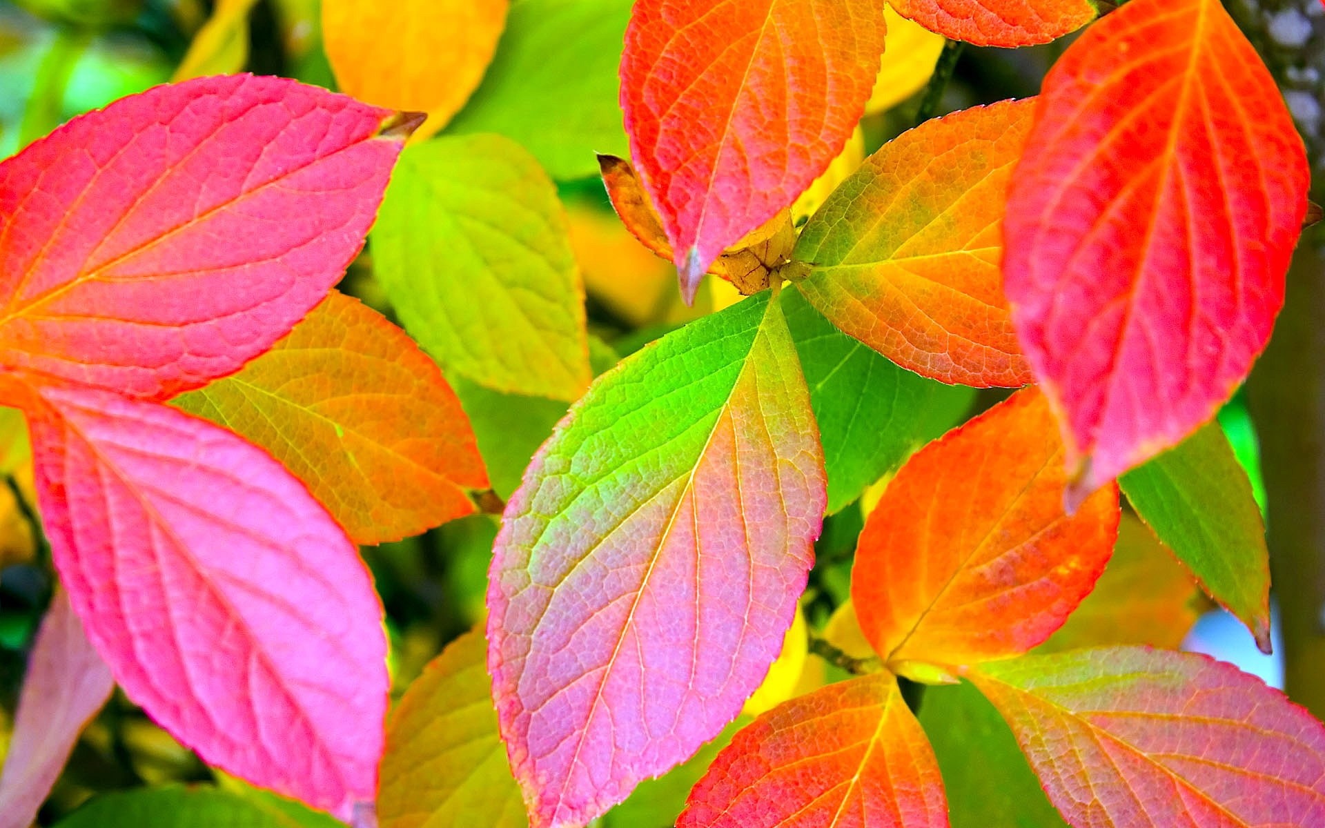 Autumn leaves in vibrant pink, orange, and green colors HD Wallpaper